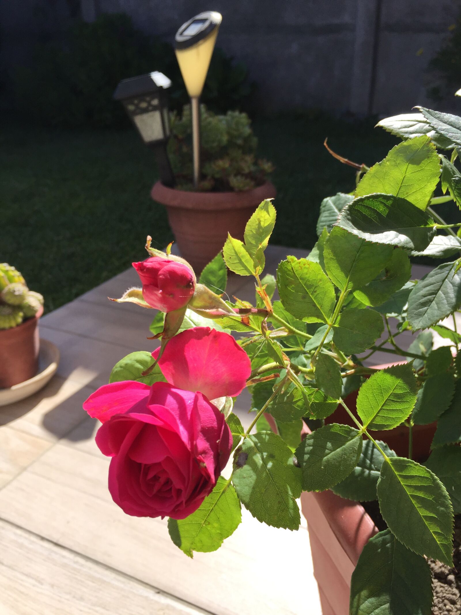 iPhone 6 Plus back camera 4.15mm f/2.2 sample photo. Flower, network, nature photography