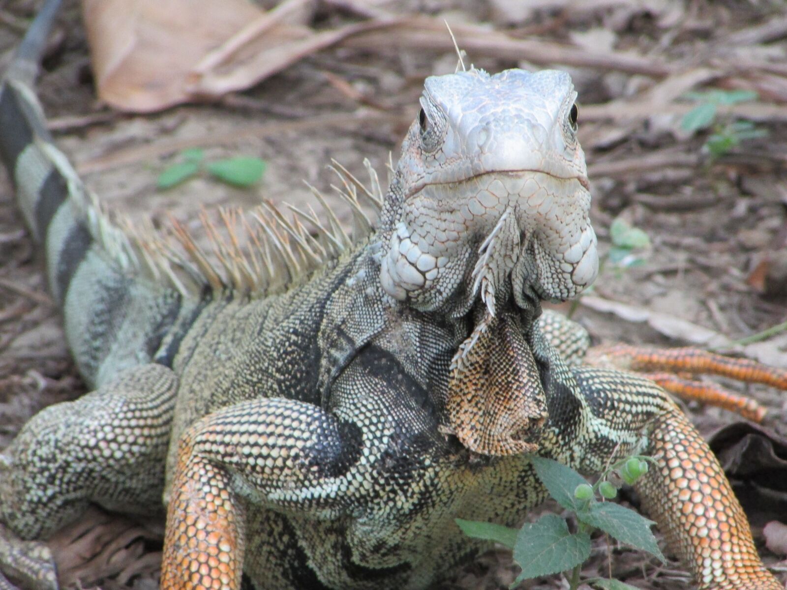 Canon PowerShot SX400 IS sample photo. Iguana, animal, reptile photography