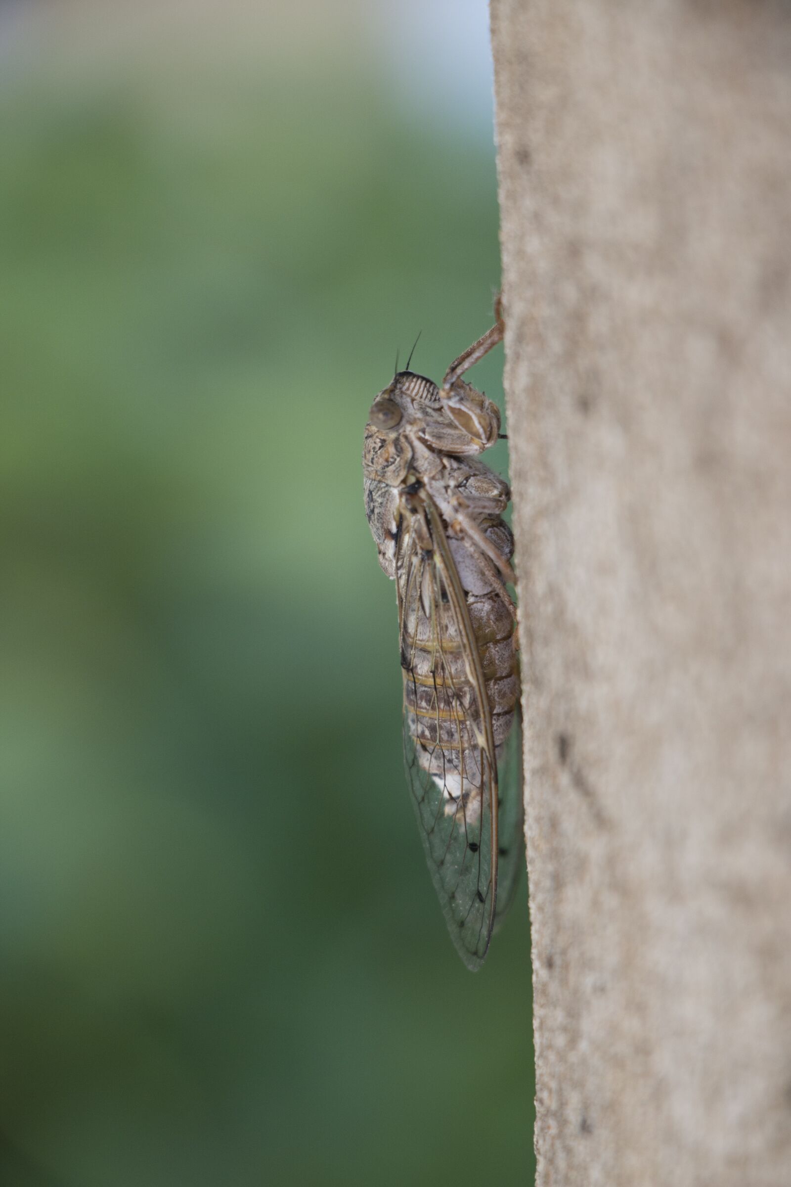 Canon EOS 70D sample photo. Cicada, insect, nature photography