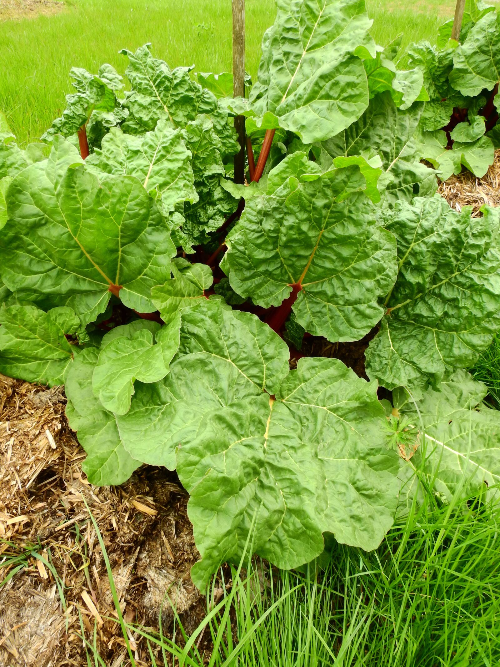 Nikon Coolpix P900 sample photo. Rhubarb, vegetables, fruit photography