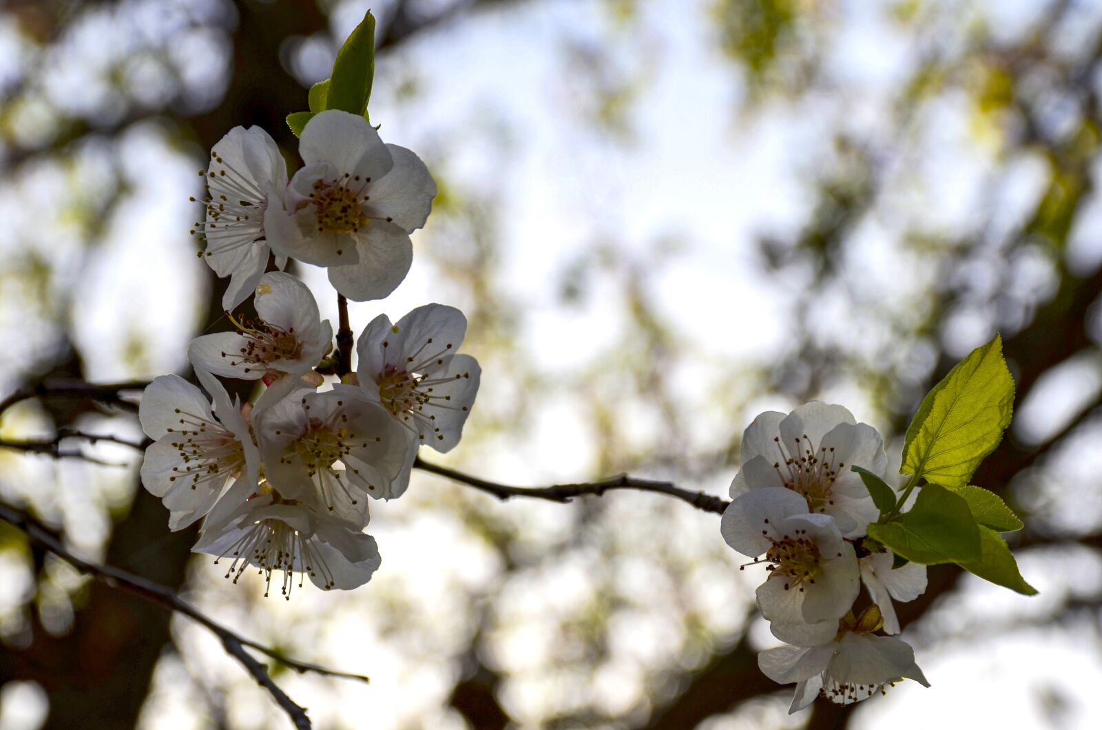 Nikon D7000 sample photo. Apple flower, spring, bloom photography