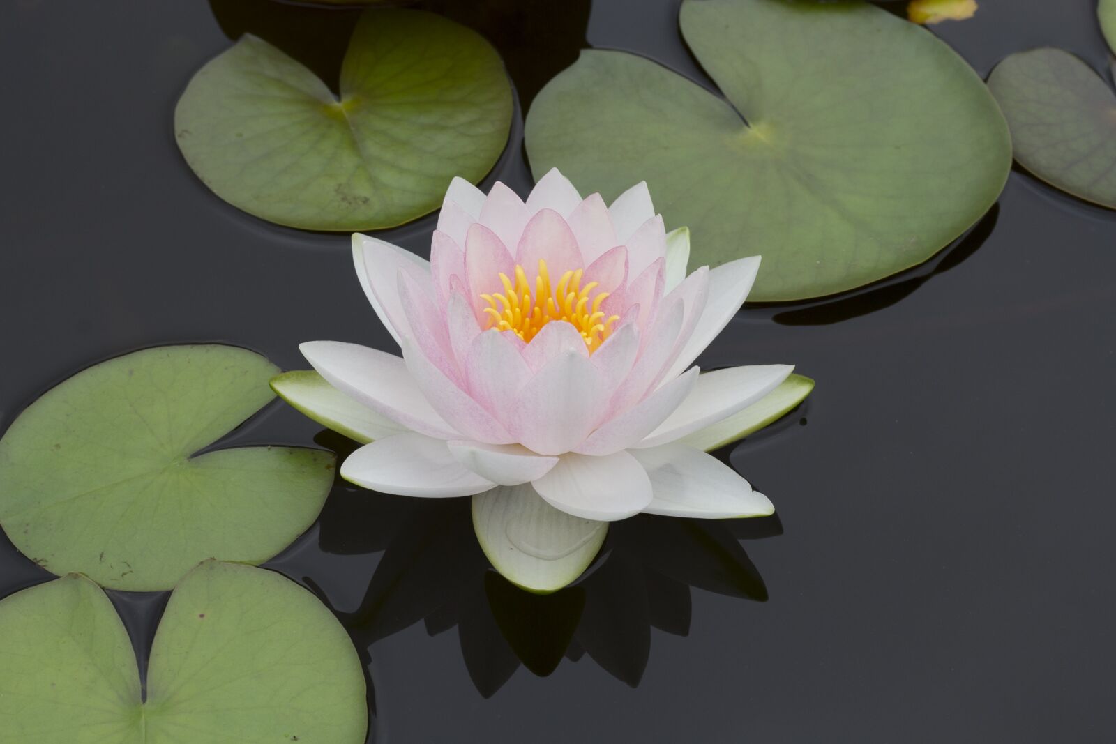Canon EOS 60D + Canon EF 50mm F1.8 STM sample photo. Flower, lily, pond photography