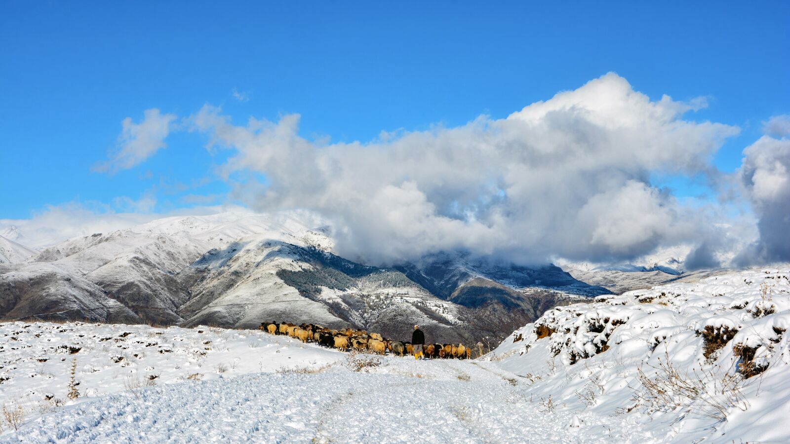 Nikon D7100 sample photo. Turkey, kaçkars, herd photography