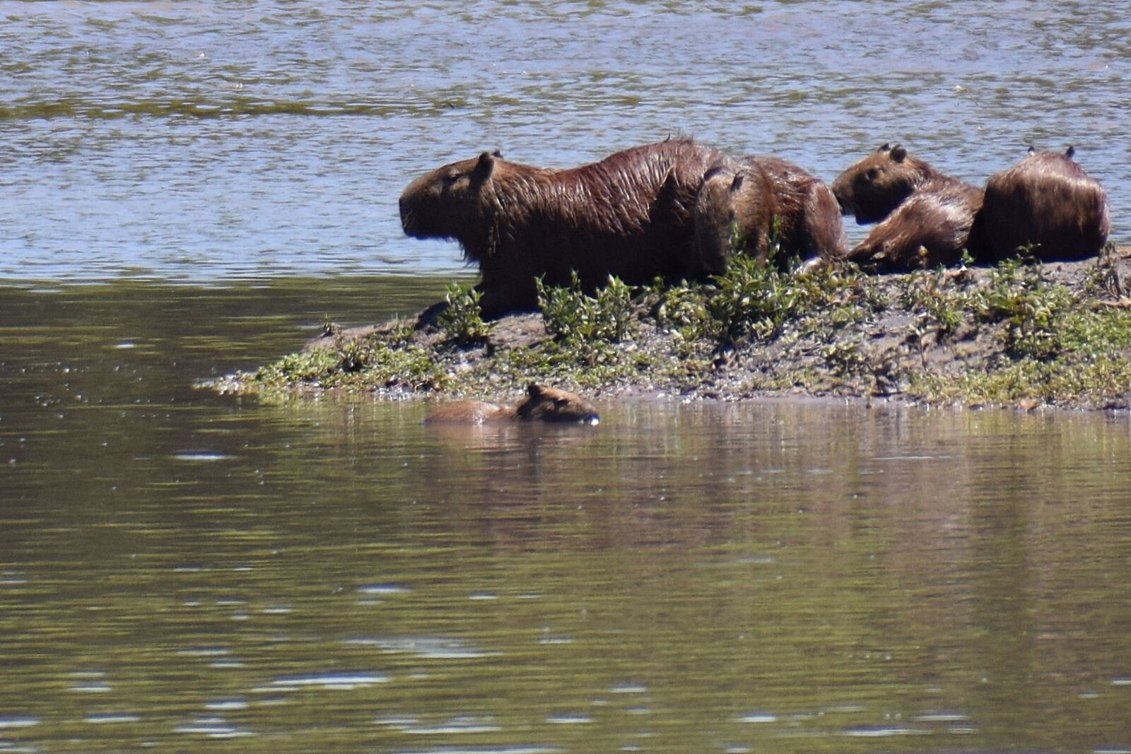 Nikon D5300 sample photo. Capybara, rodent, mammal photography