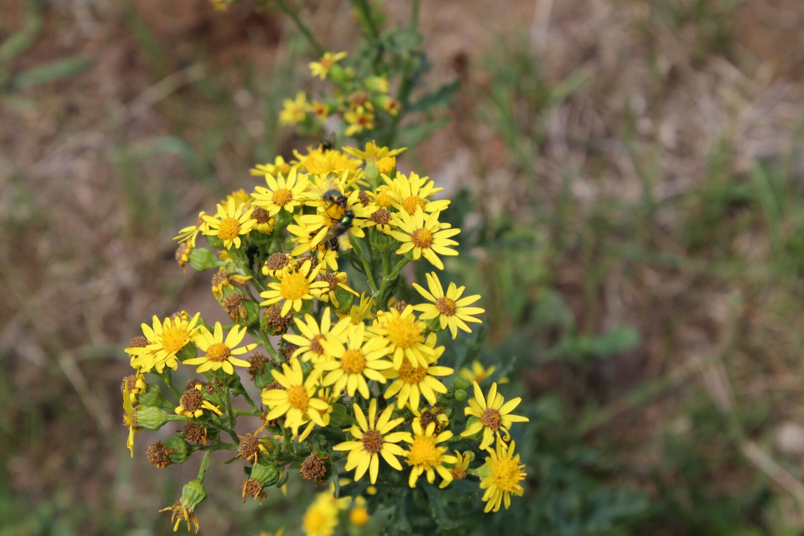 Canon EOS 1300D (EOS Rebel T6 / EOS Kiss X80) sample photo. Flowers, yellow flowers photography
