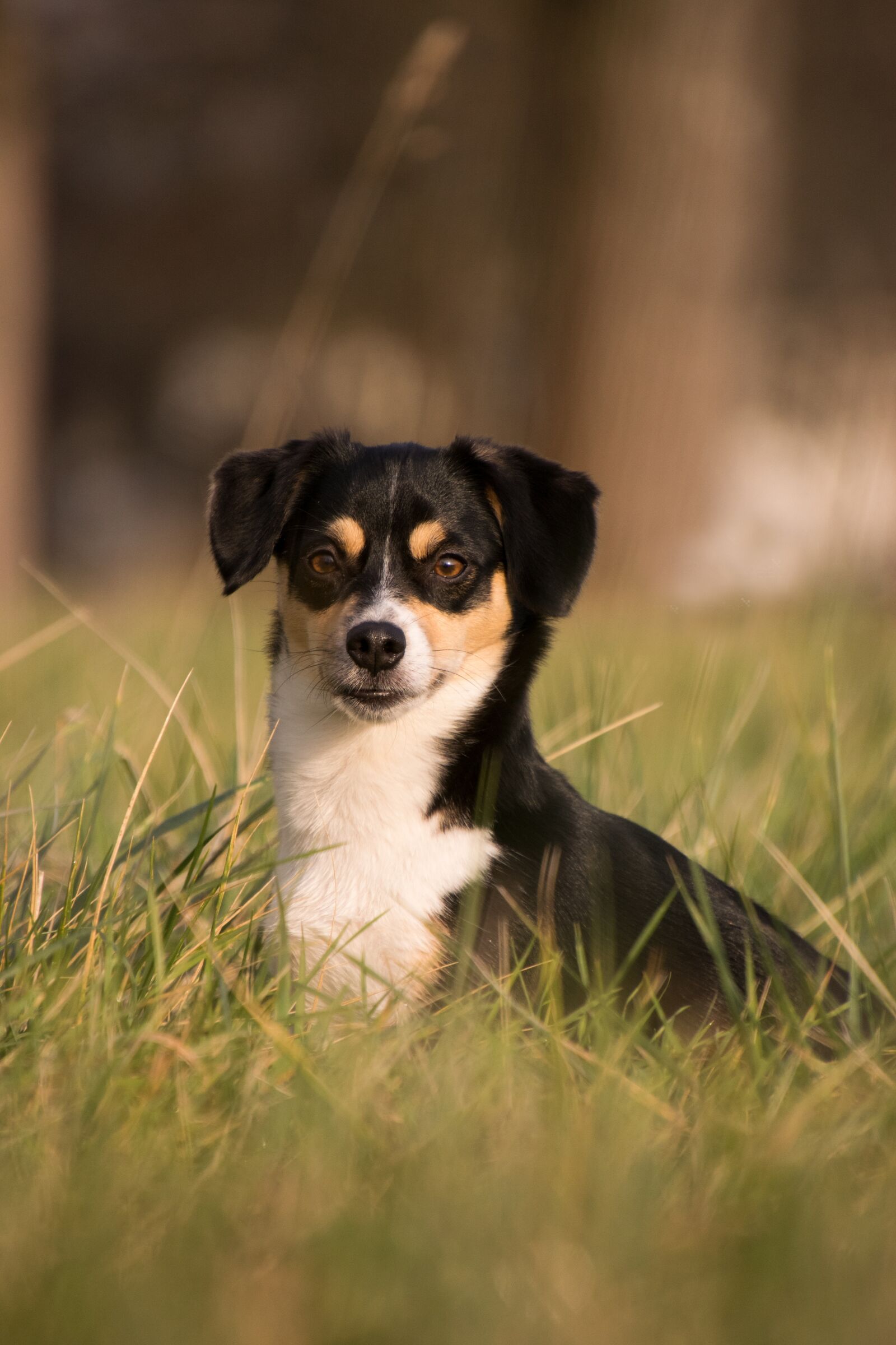 Nikon D3300 sample photo. Dog, animal, mammal photography