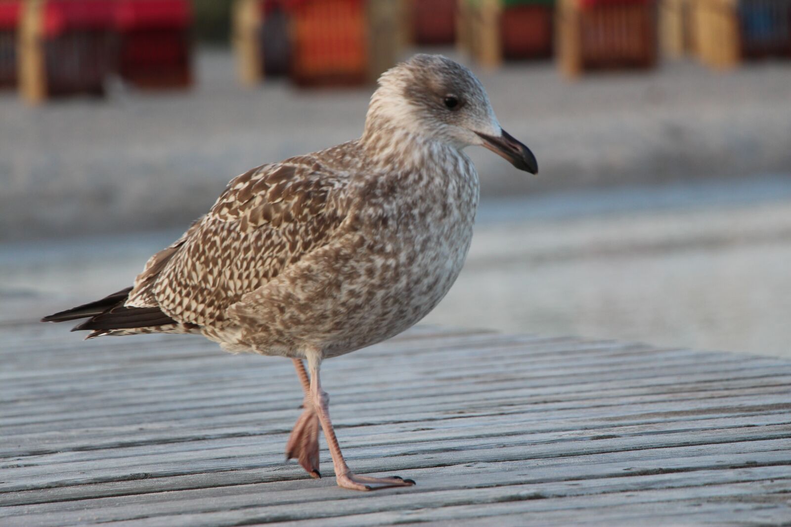 Canon EOS 650D (EOS Rebel T4i / EOS Kiss X6i) sample photo. Seagull, beach, ocean photography