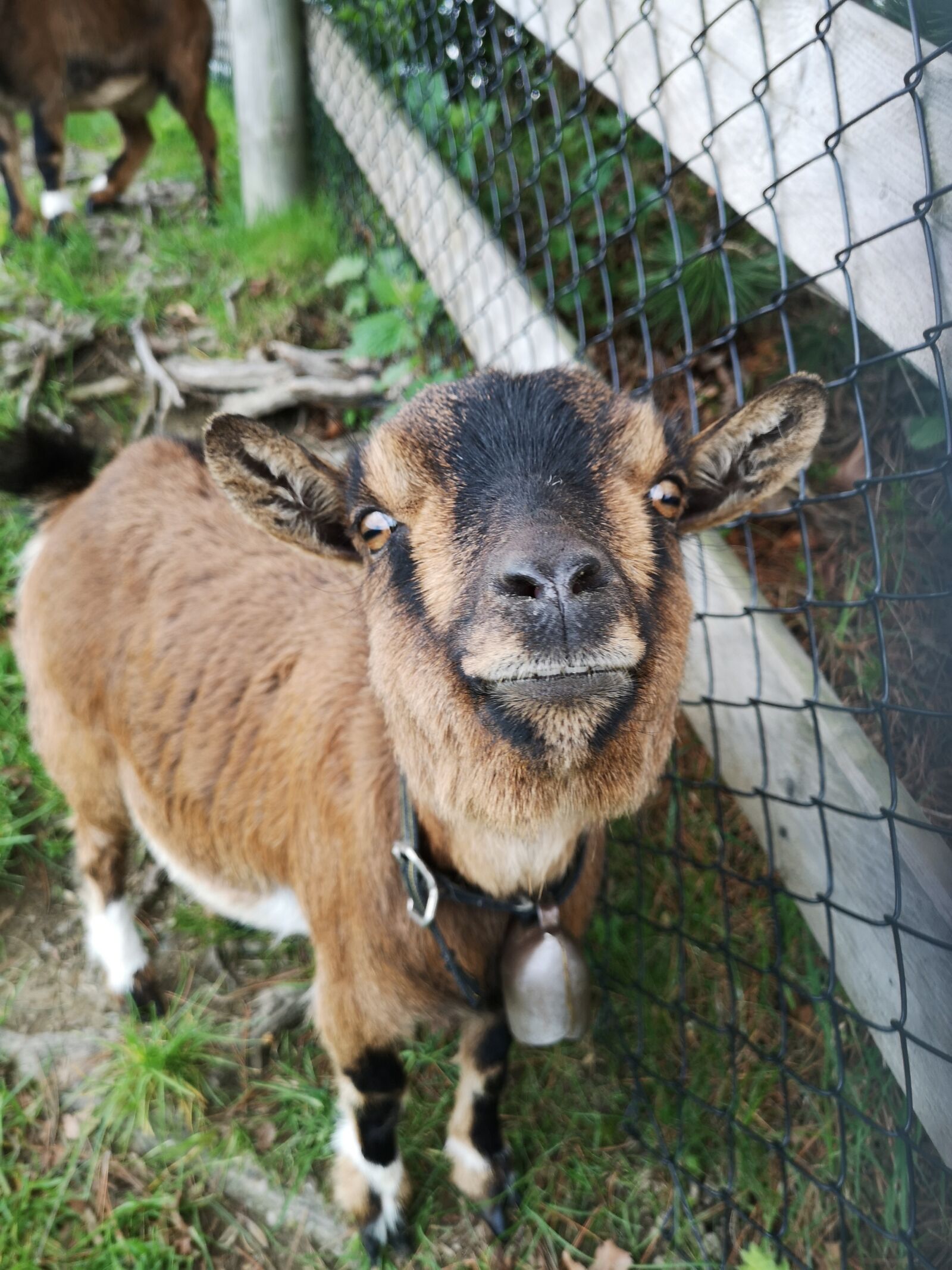 HUAWEI CLT-L29 sample photo. Goat, switzerland, funny photography