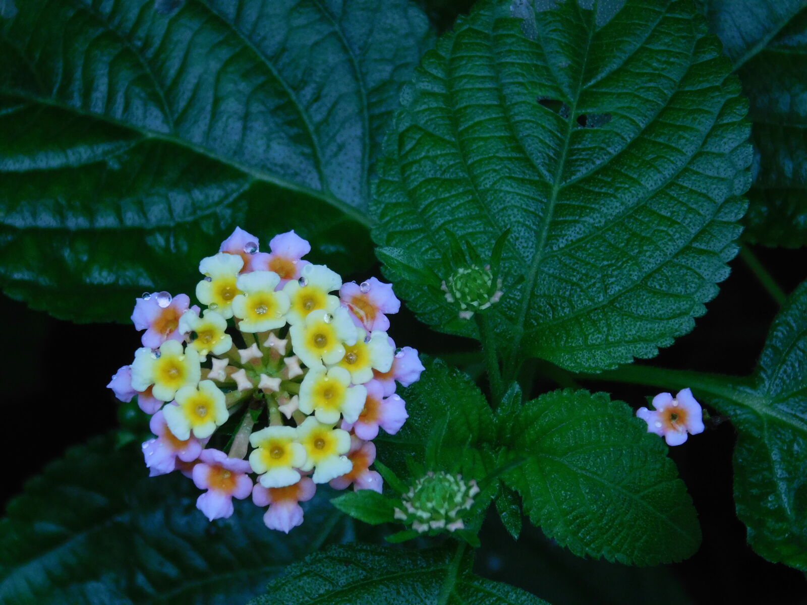 Nikon Coolpix L840 sample photo