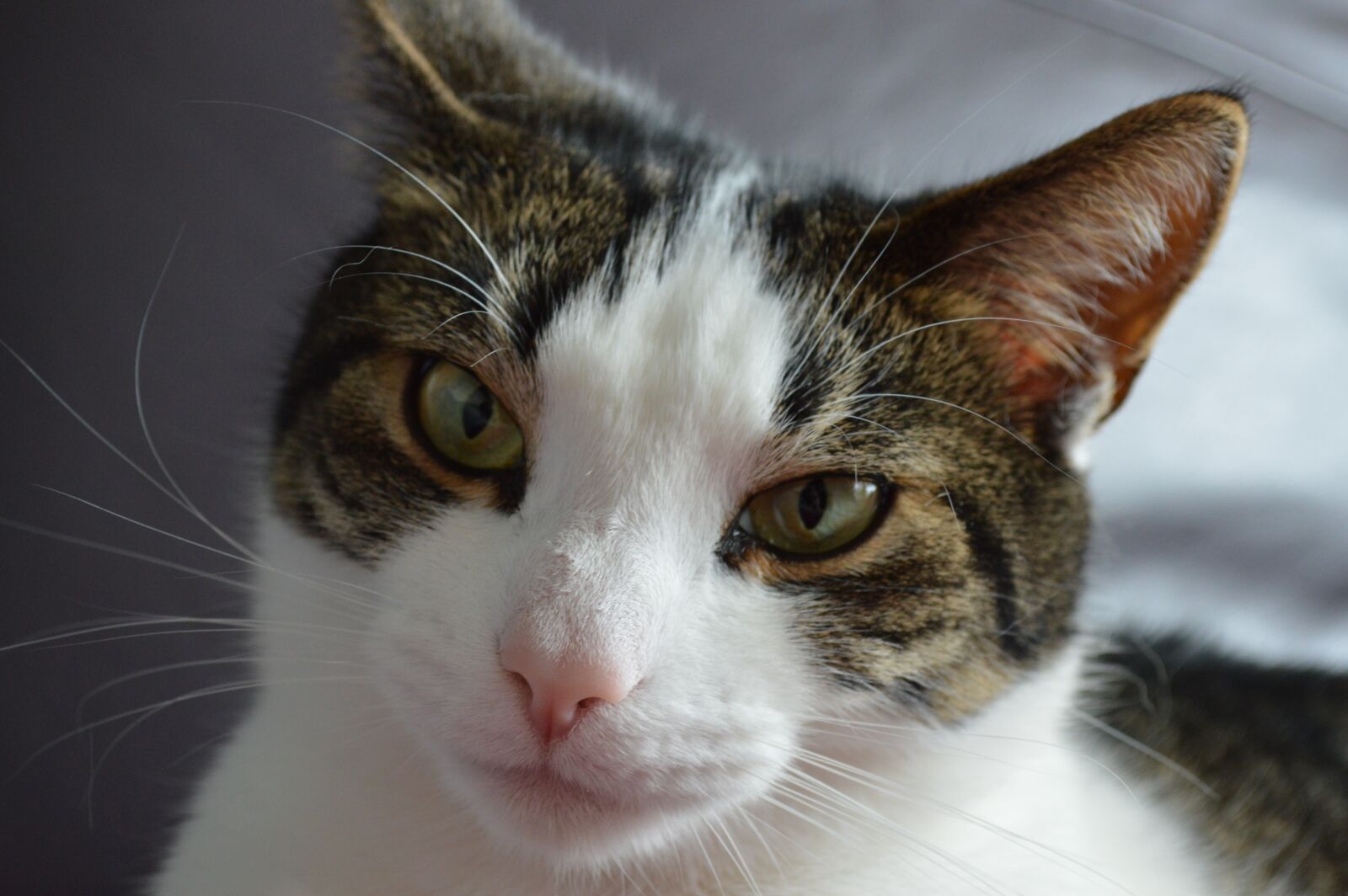 Nikon D3200 sample photo. Cat, playful, kitty photography