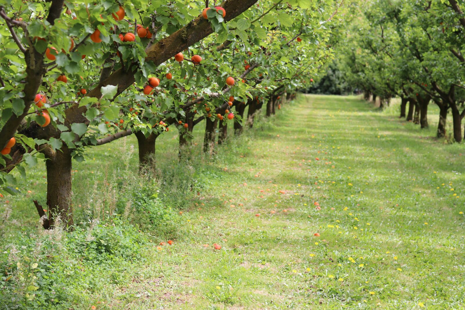 Canon EOS 80D sample photo. Nature, apricots, trees photography