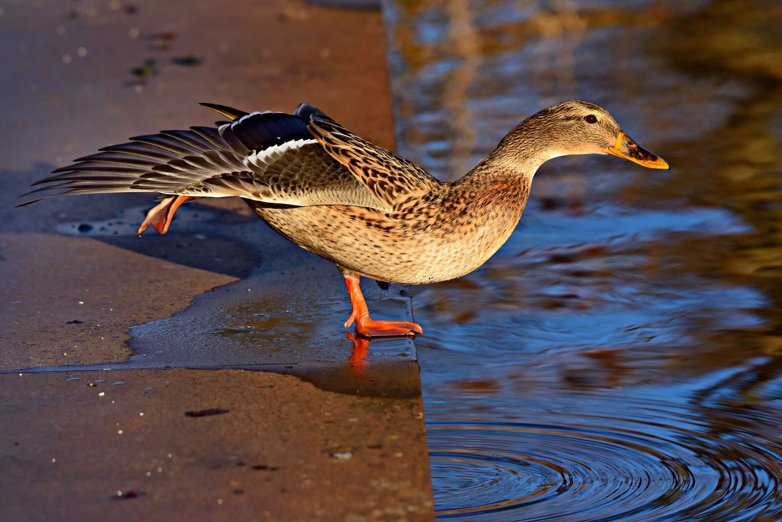 Nikon D750 sample photo. Duck, mallard, water bird photography