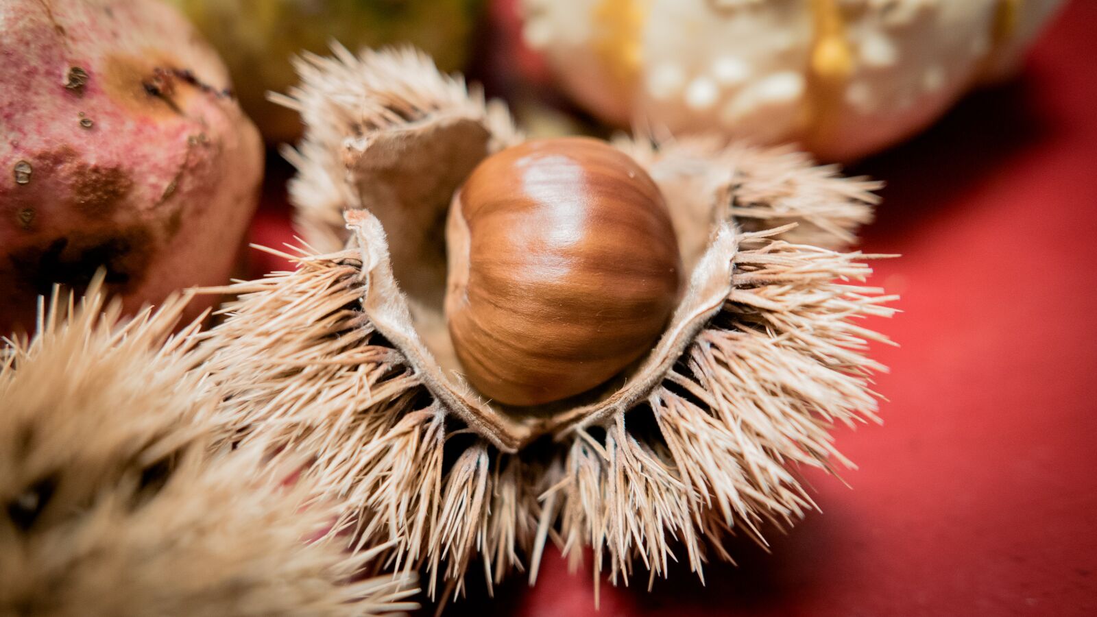 Panasonic Lumix DMC-LX100 sample photo. Chestnut, chestnut shell, fruit photography