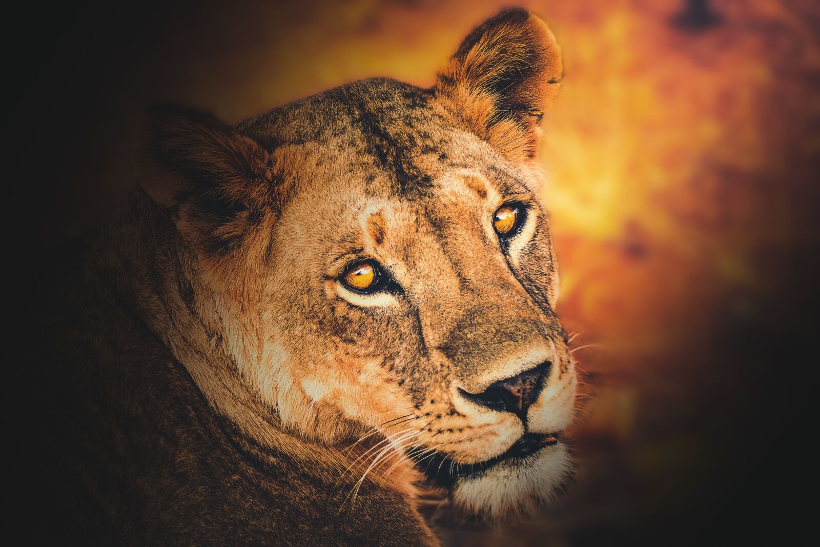 Sony a6000 sample photo. Wallpaper, background, lioness photography
