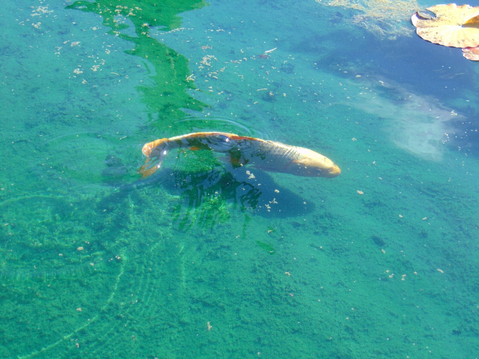 Sony Cyber-shot DSC-H300 sample photo. Fish, koi, pond photography