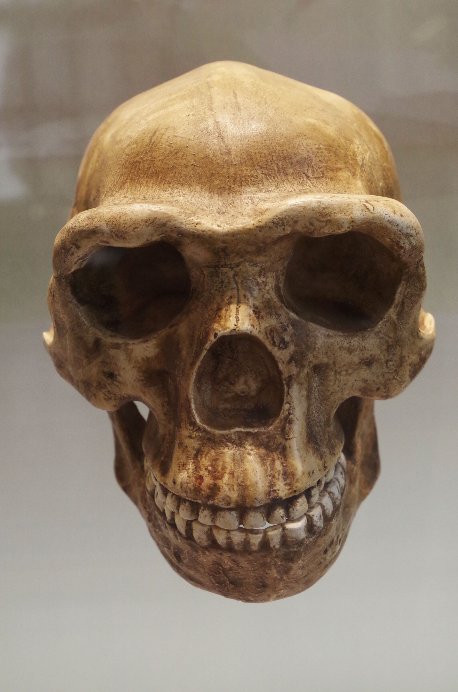 Pentax K-500 sample photo. Skull, bones, bone photography