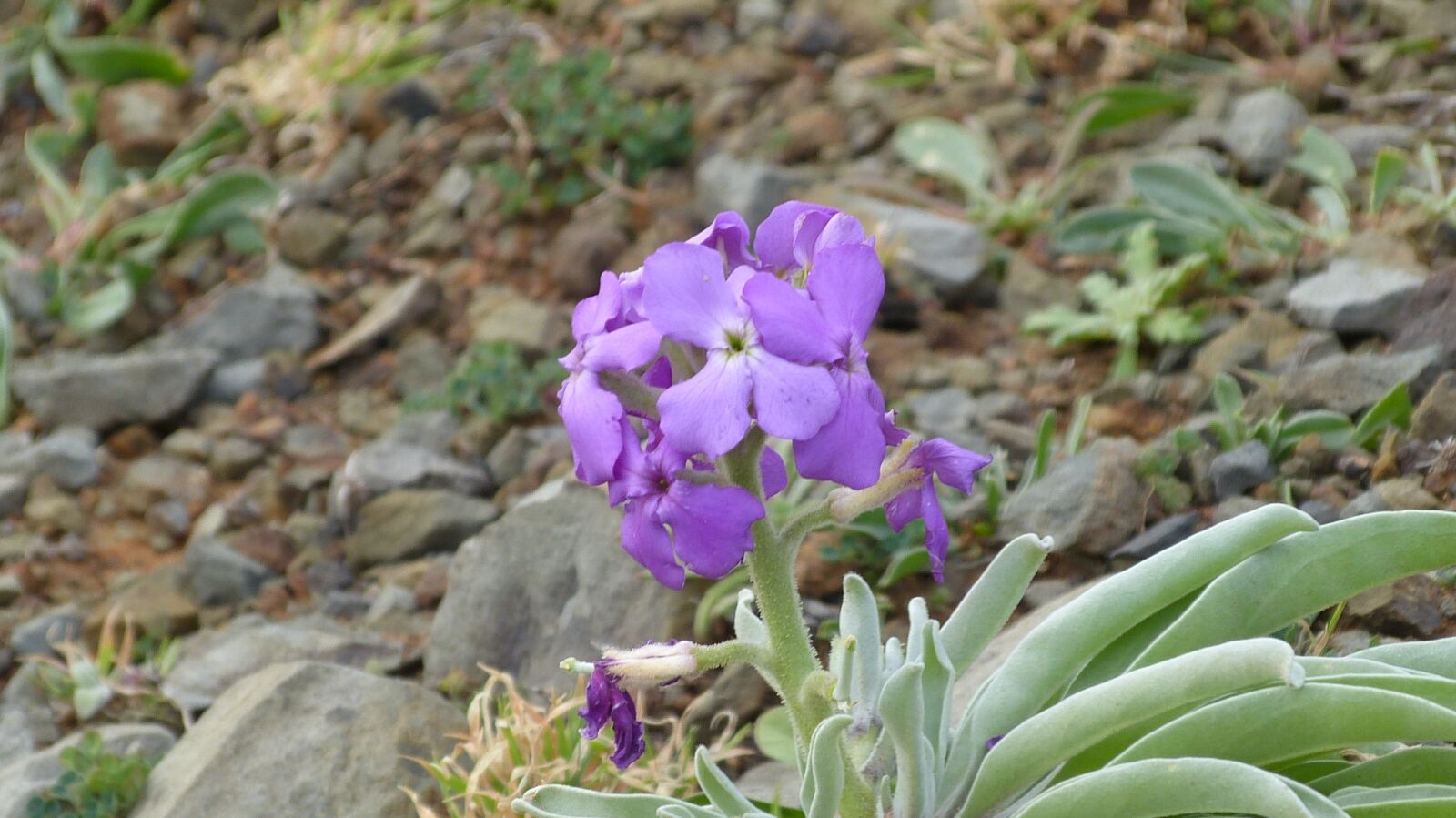 Panasonic Lumix DMC-FZ150 sample photo. Madeira, flower, purple photography