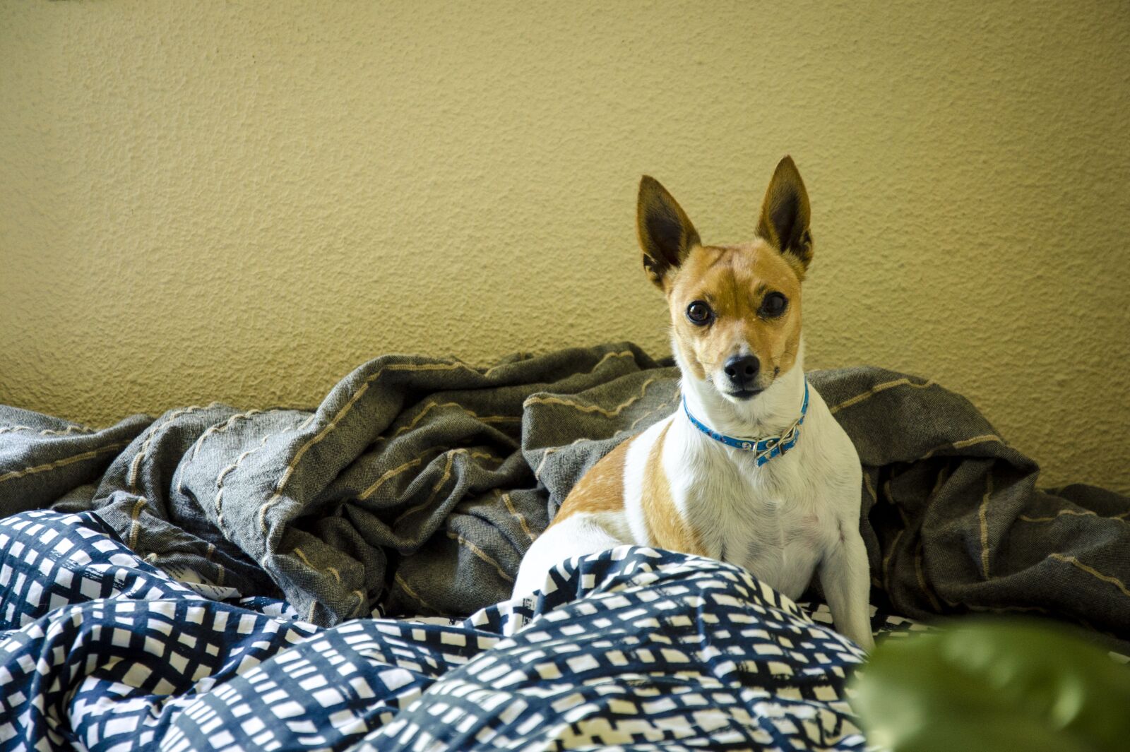 Nikon D7000 sample photo. Dogs, animals, dog photography