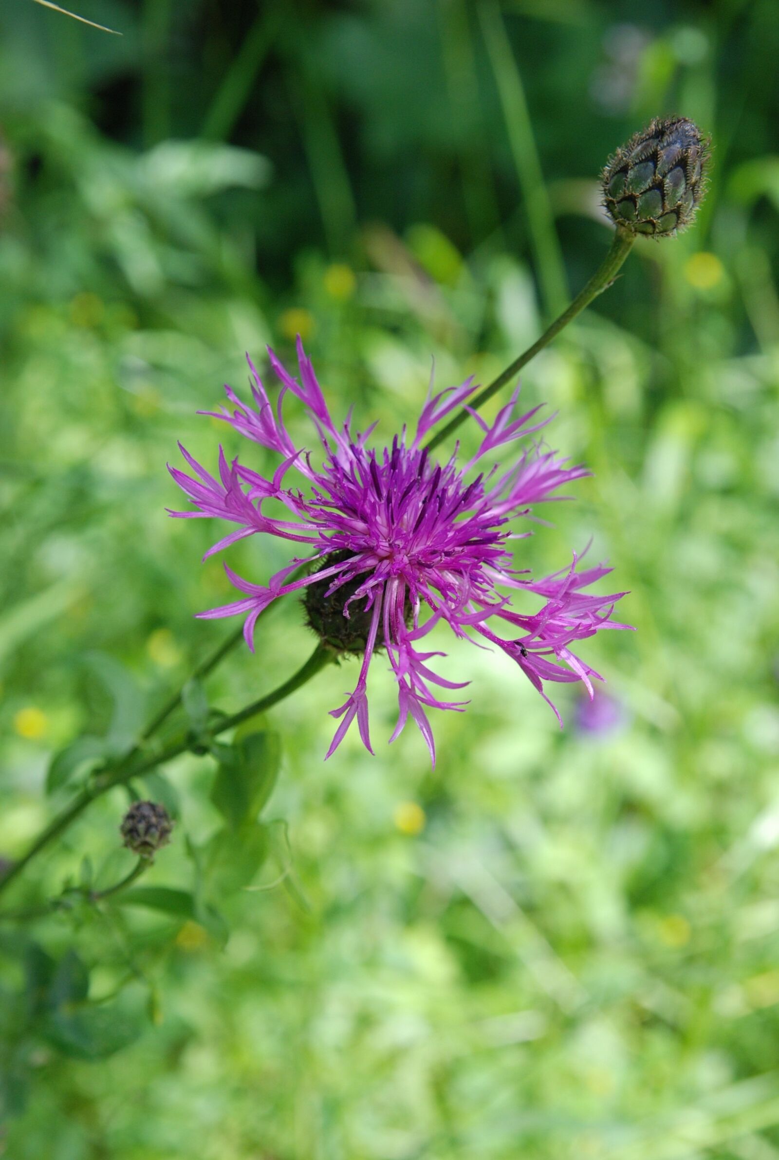 Nikon D80 sample photo. Flower, violet, nature photography