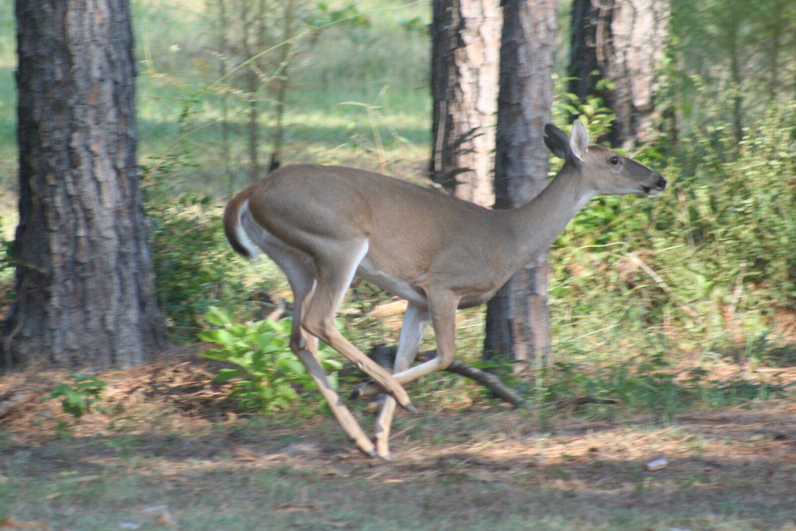 Canon EOS 350D (EOS Digital Rebel XT / EOS Kiss Digital N) sample photo. Deer, white, tailed photography
