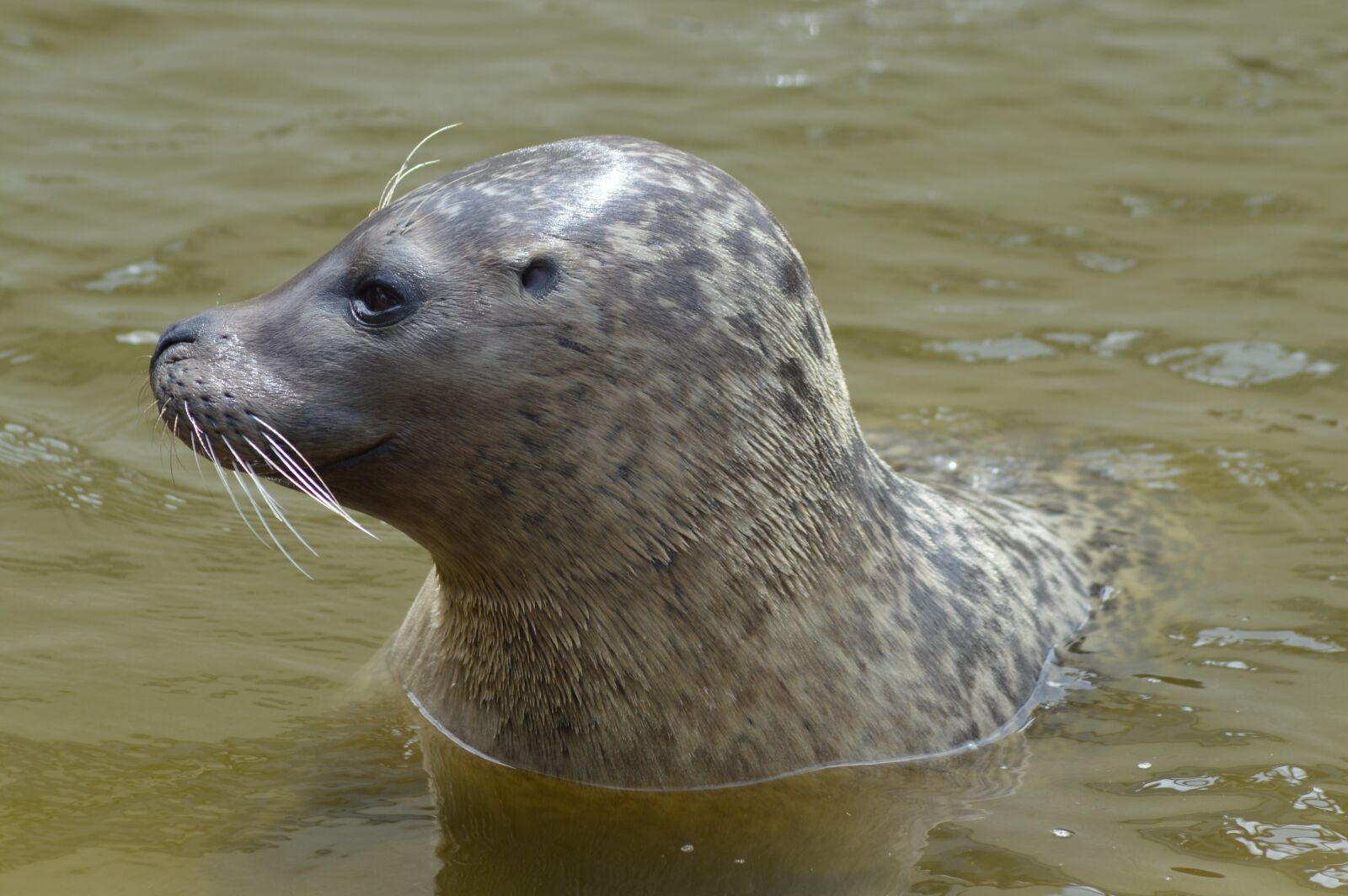 Nikon D3200 sample photo. Sea lion, head, water photography