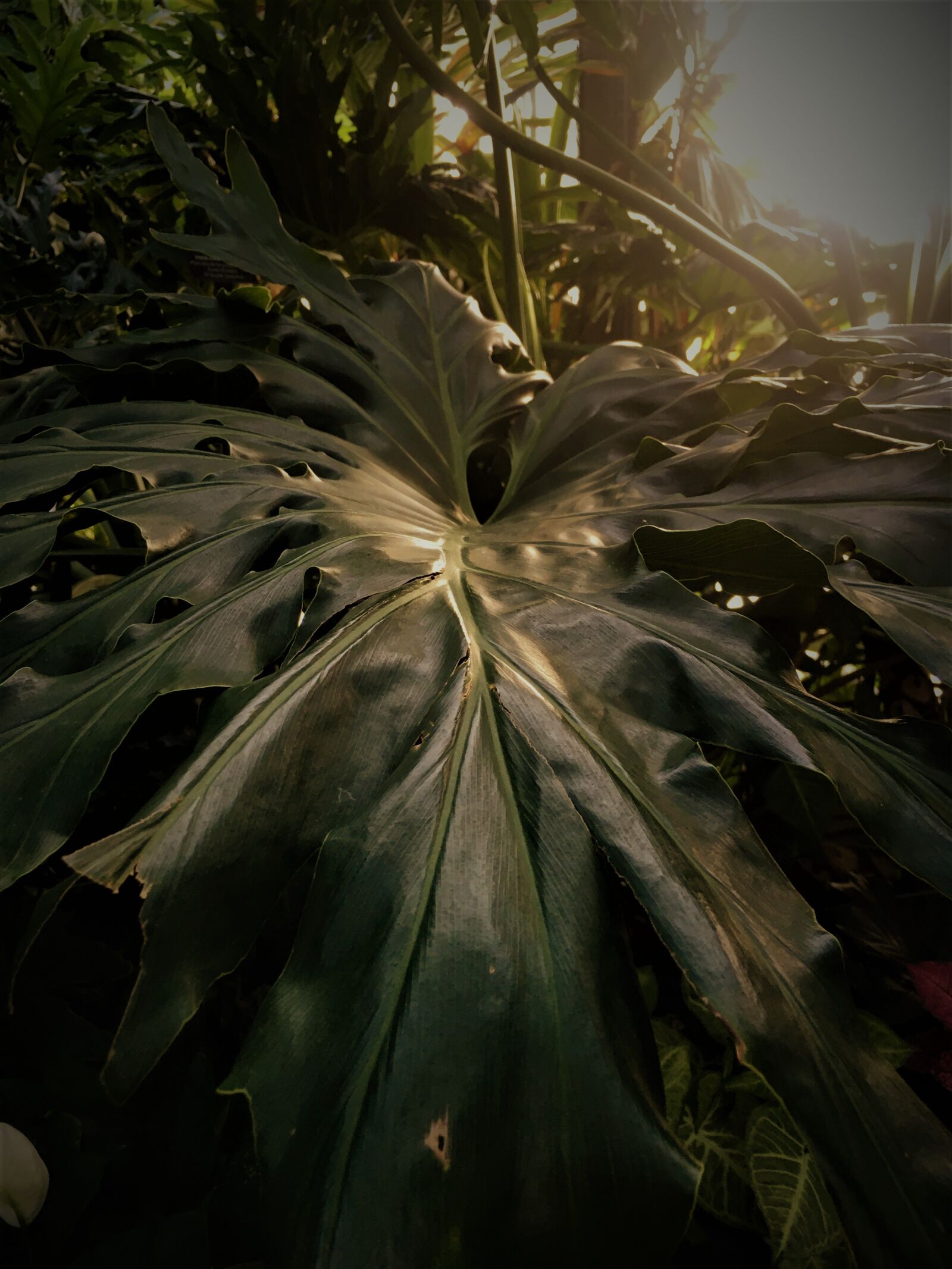 iPhone SE back camera 4.15mm f/2.2 sample photo. Monstera, plant, leaf photography