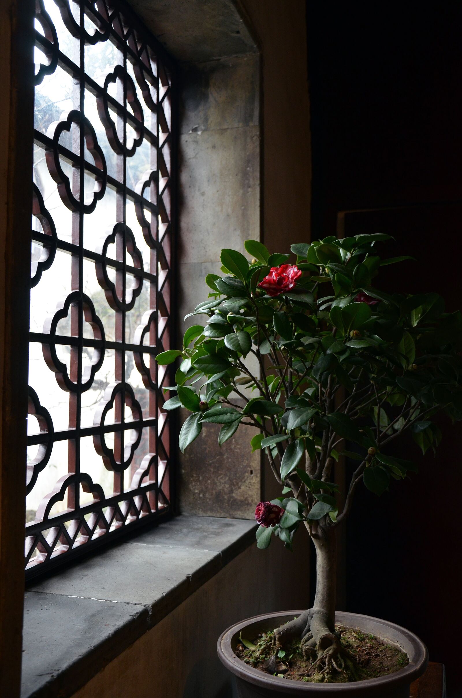 Nikon D7000 sample photo. China, garden, bonsai photography