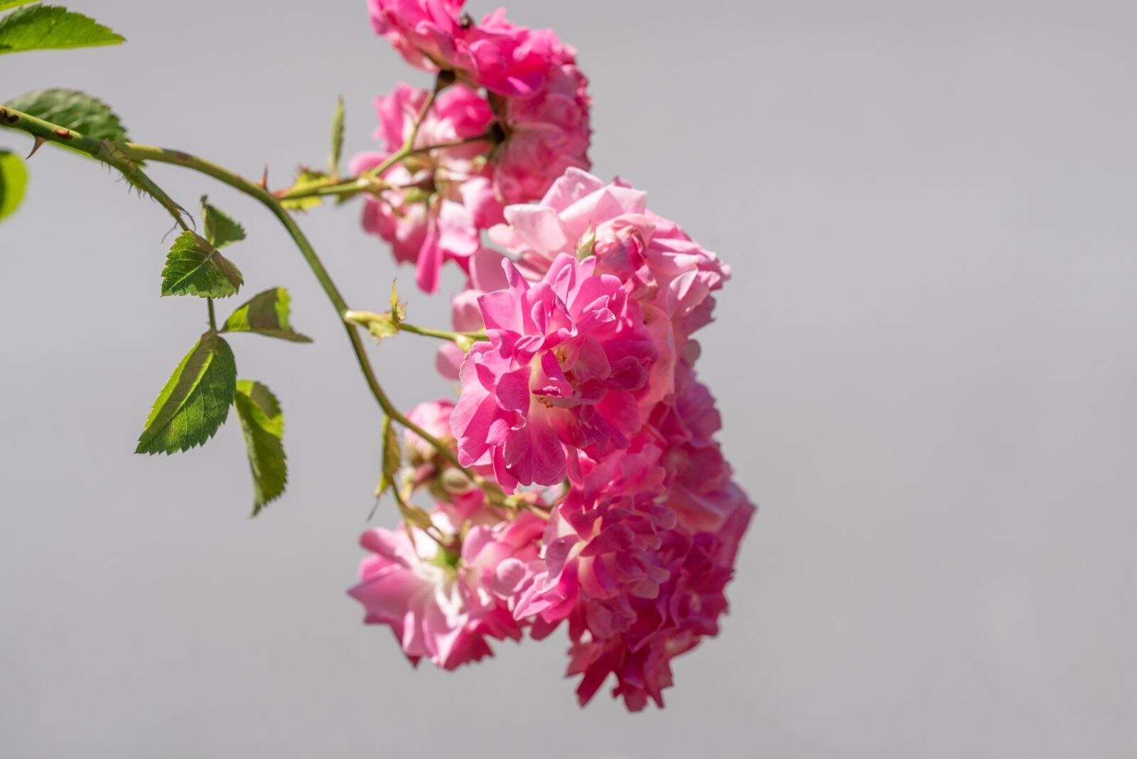 Nikon D750 sample photo. Roses, pink, flowers photography