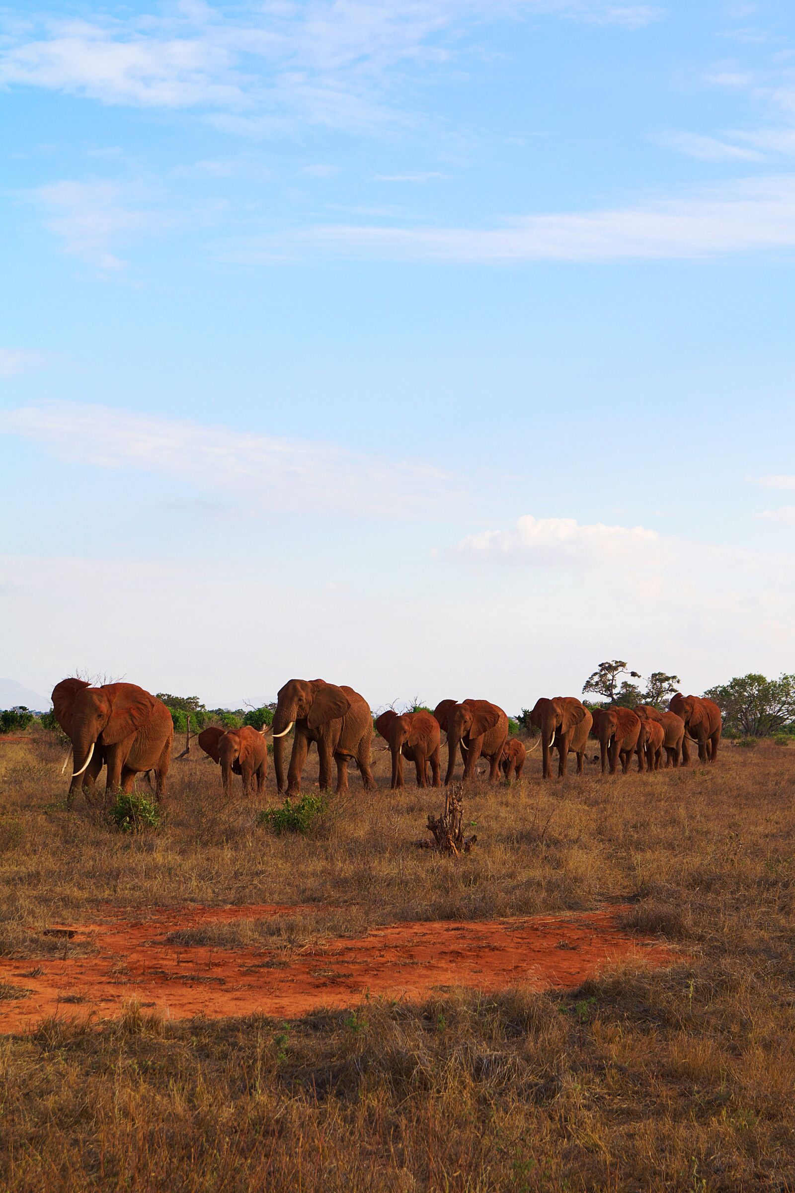 Canon EOS 600D (Rebel EOS T3i / EOS Kiss X5) sample photo. Africa, kenya, tsavo photography