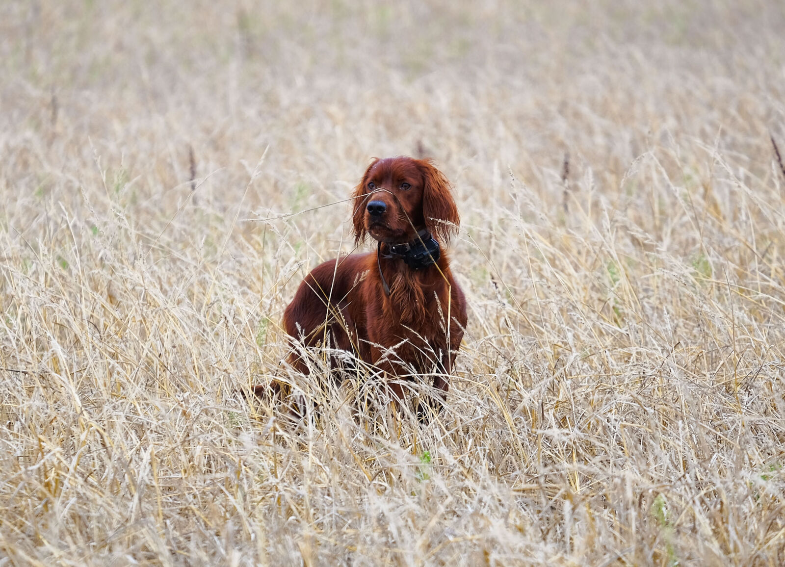Fujifilm XF 55-200mm F3.5-4.8 R LM OIS sample photo. Brown, dog, field photography