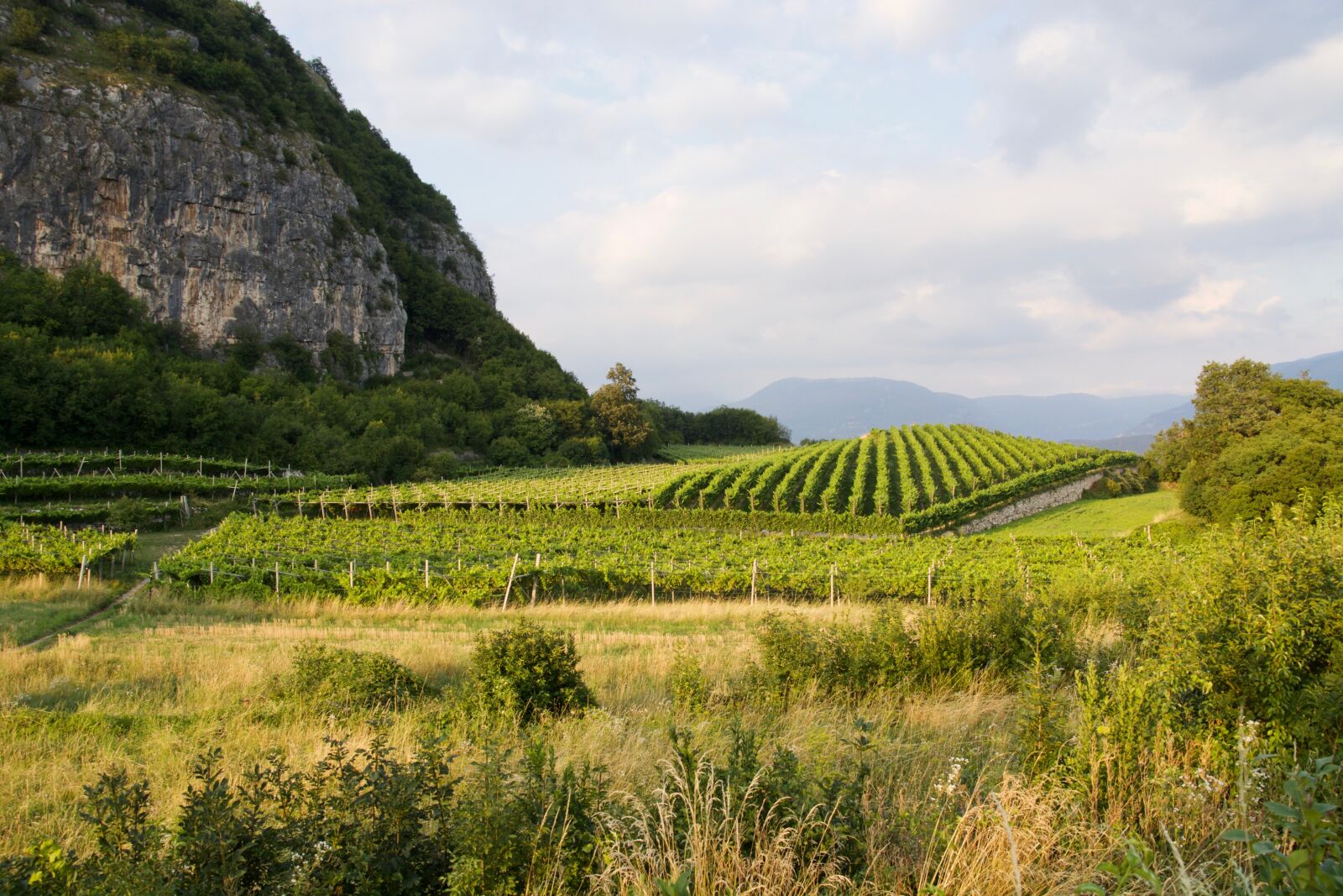 Nikon D5200 sample photo. Vineyard, landscape, rural photography