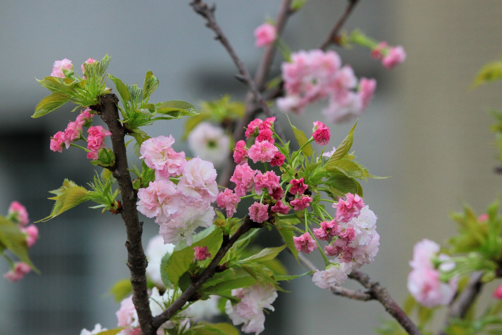 Canon EOS 500D (EOS Rebel T1i / EOS Kiss X3) sample photo. Plant, cherry blossoms, chrysanthemum photography