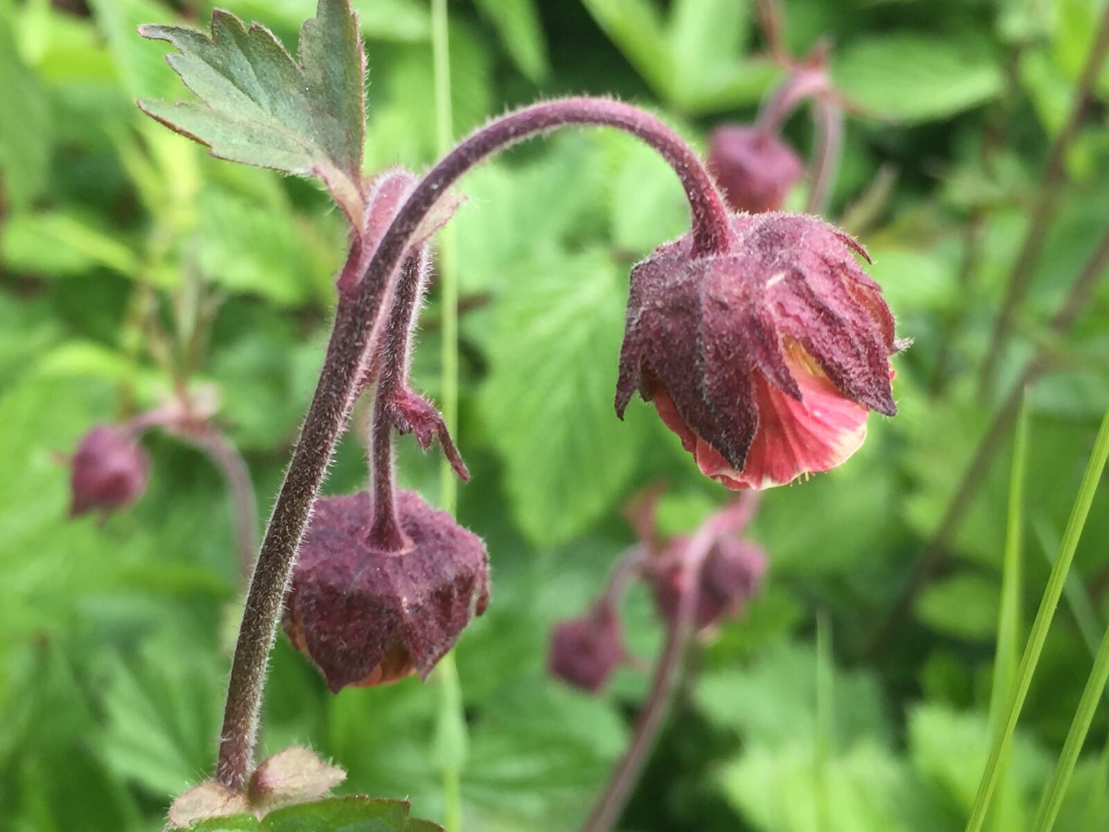 Apple iPhone 6 sample photo. Avens, blutstroepfle, flower photography
