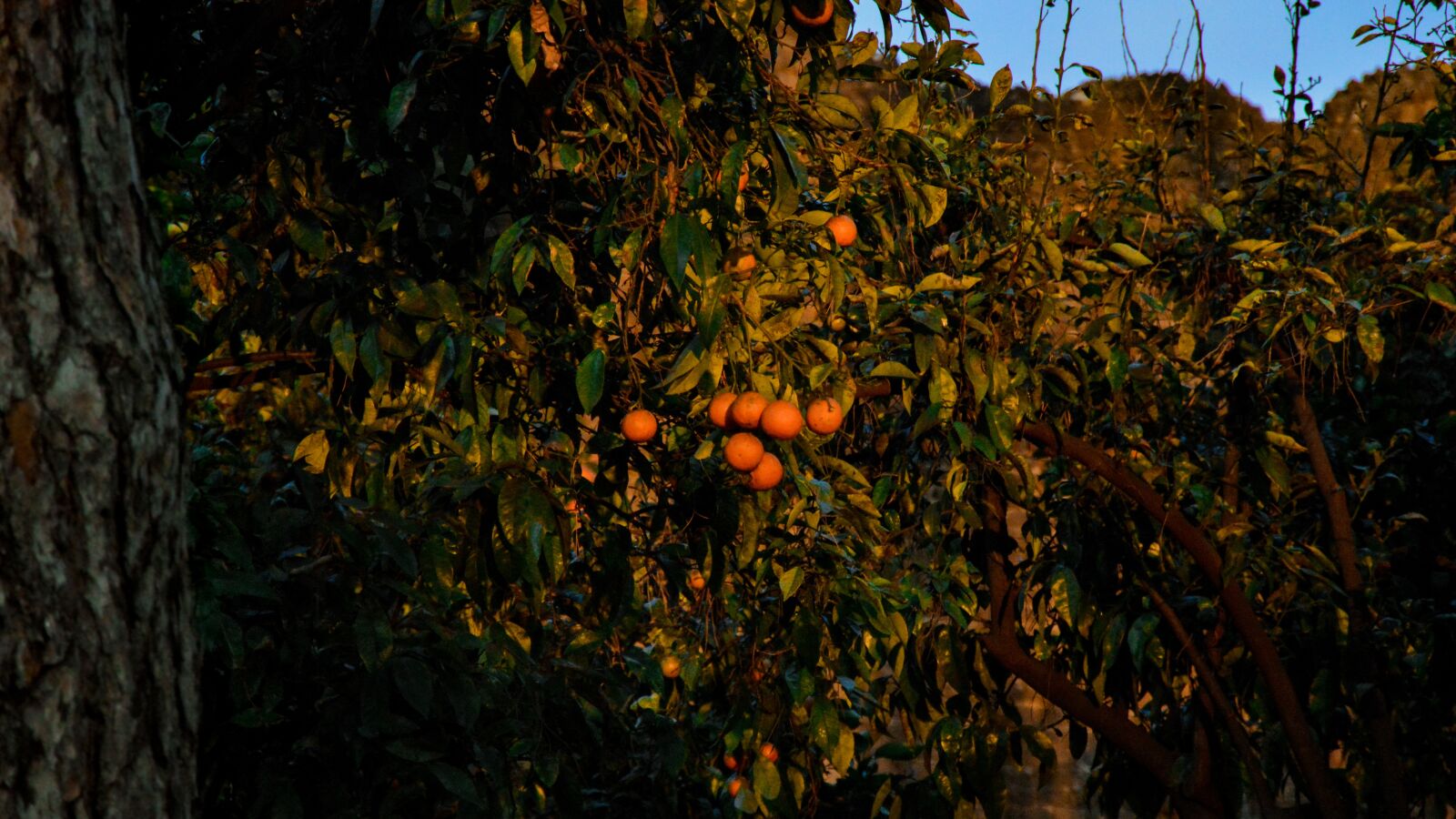 Nikon D3200 sample photo. Oranges, garden, twilight photography
