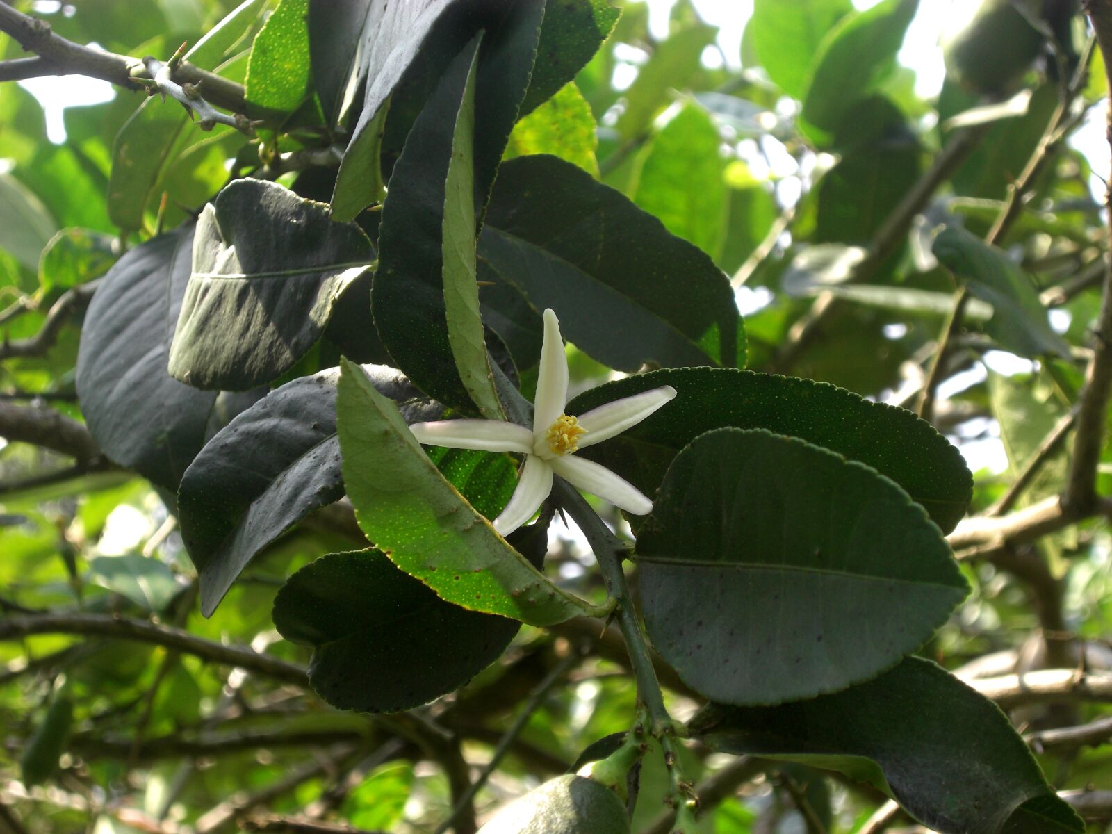 CASIO EX-Z1200 sample photo. Nature, lemon flower, natural photography