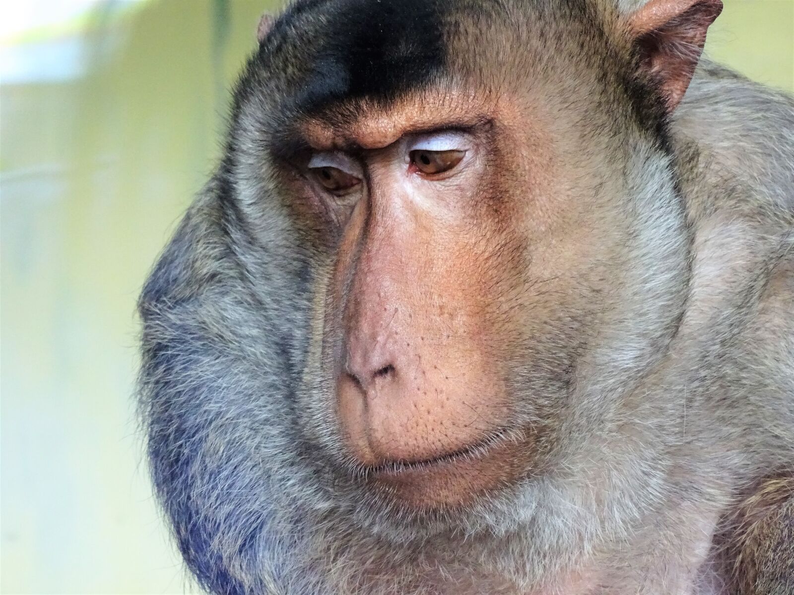 Sony Cyber-shot DSC-HX400V sample photo. Mammal, portrait, monkey photography