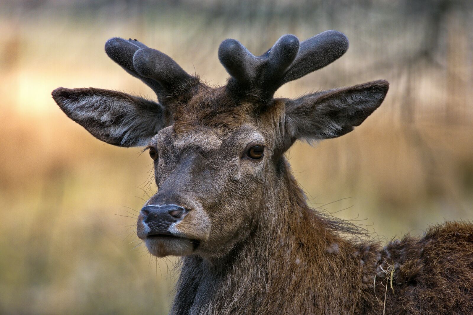 Canon EOS R + 150-600mm F5-6.3 DG OS HSM | Contemporary 015 sample photo. Red deer, antler, hirsch photography