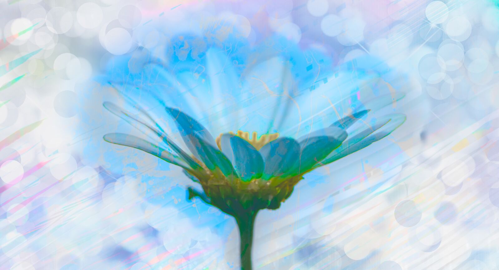 Nikon D5600 sample photo. Flower, plant, inner peace photography
