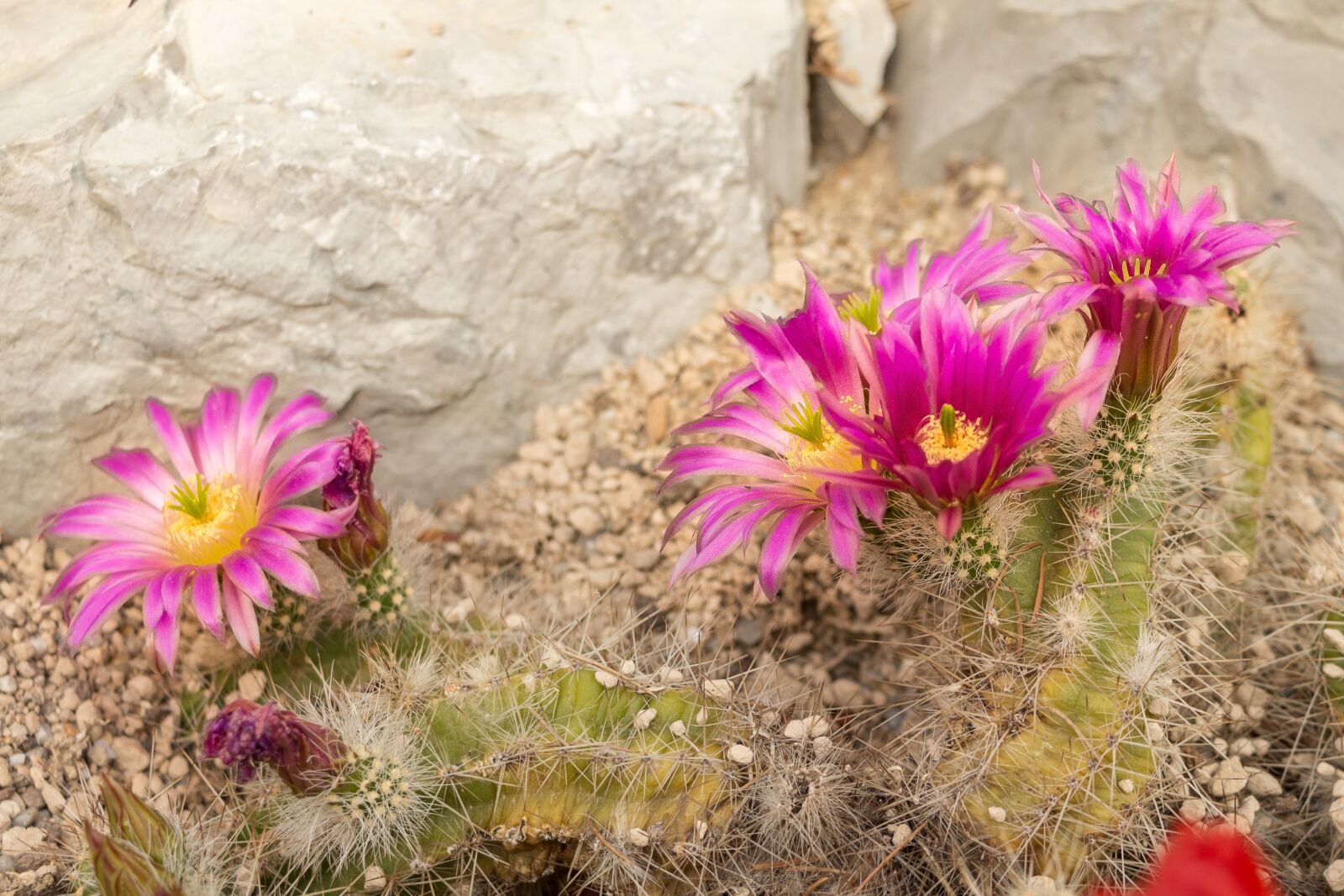 Canon EOS 700D (EOS Rebel T5i / EOS Kiss X7i) sample photo. Katkus, blossom, bloom photography