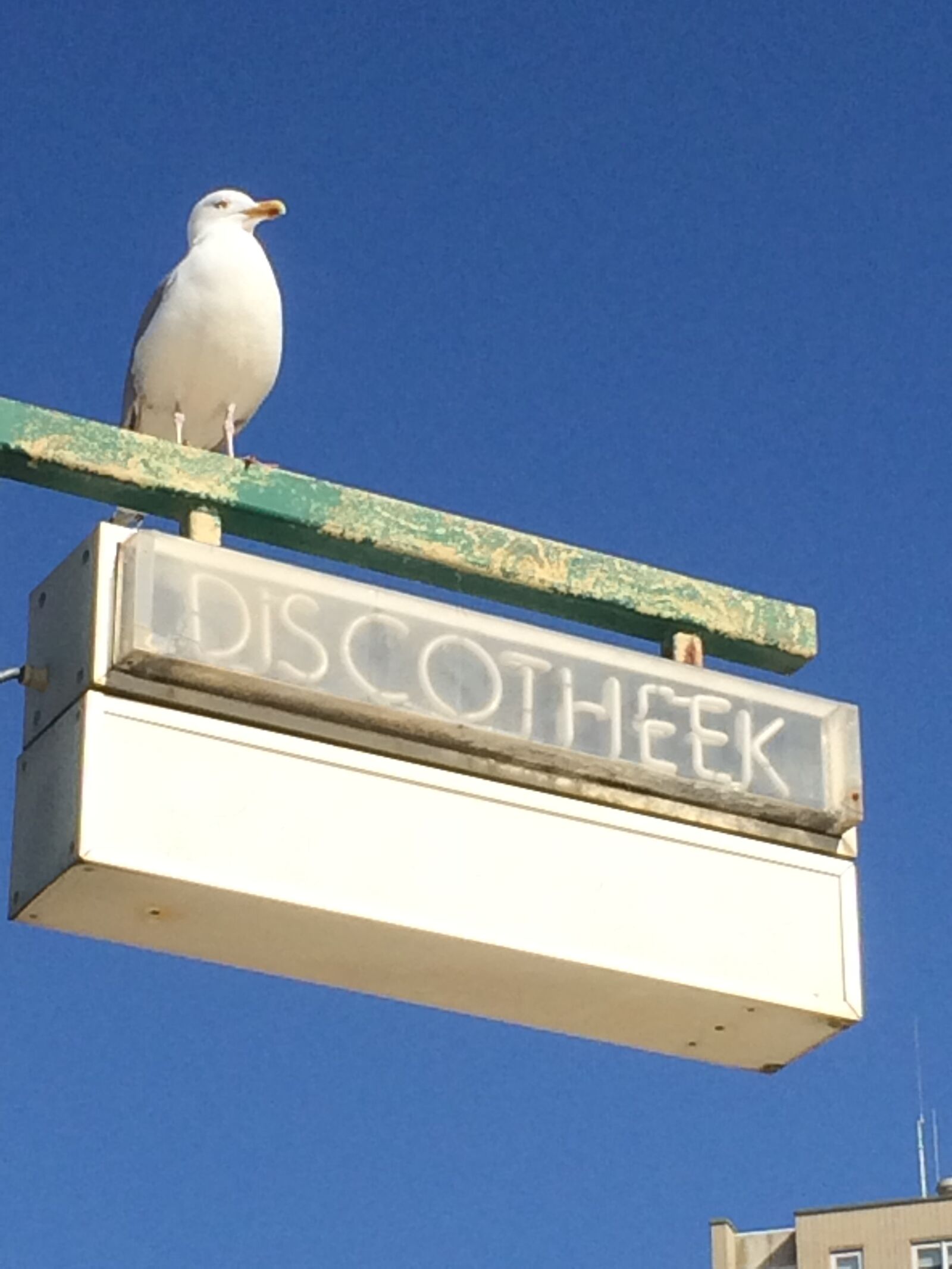 iPhone 5s back camera 4.15mm f/2.2 sample photo. Seagulls, beach, sea photography