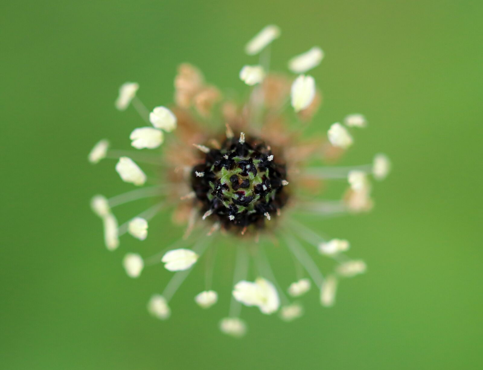 Canon EOS 80D sample photo. Plantago, greater plantain, flora photography