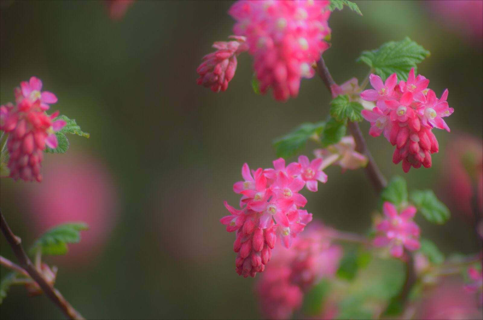 Nikon D5100 sample photo. Bush rose, pink, pink photography