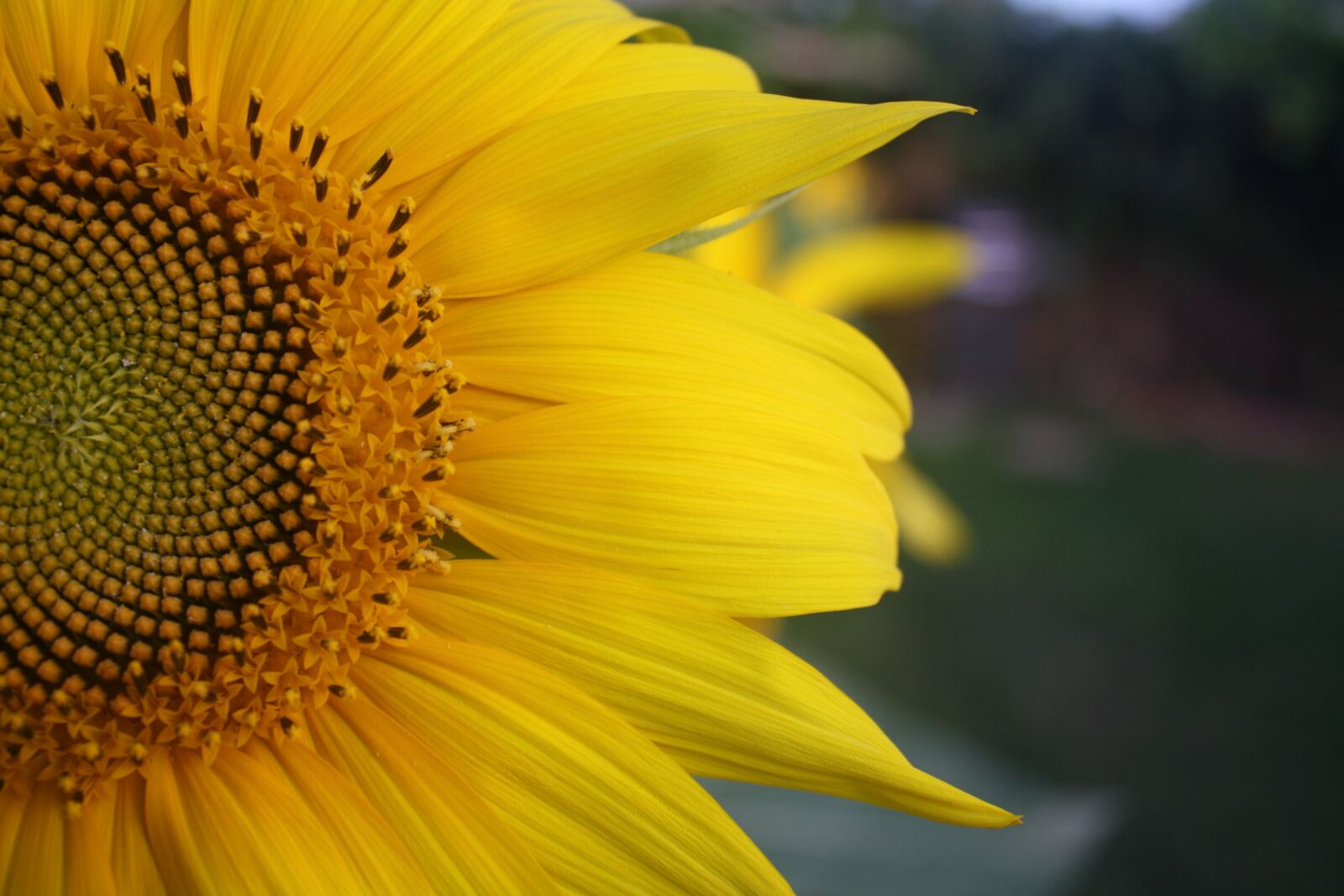 Canon EOS 1000D (EOS Digital Rebel XS / EOS Kiss F) sample photo. Sunflower, petals, yellow photography