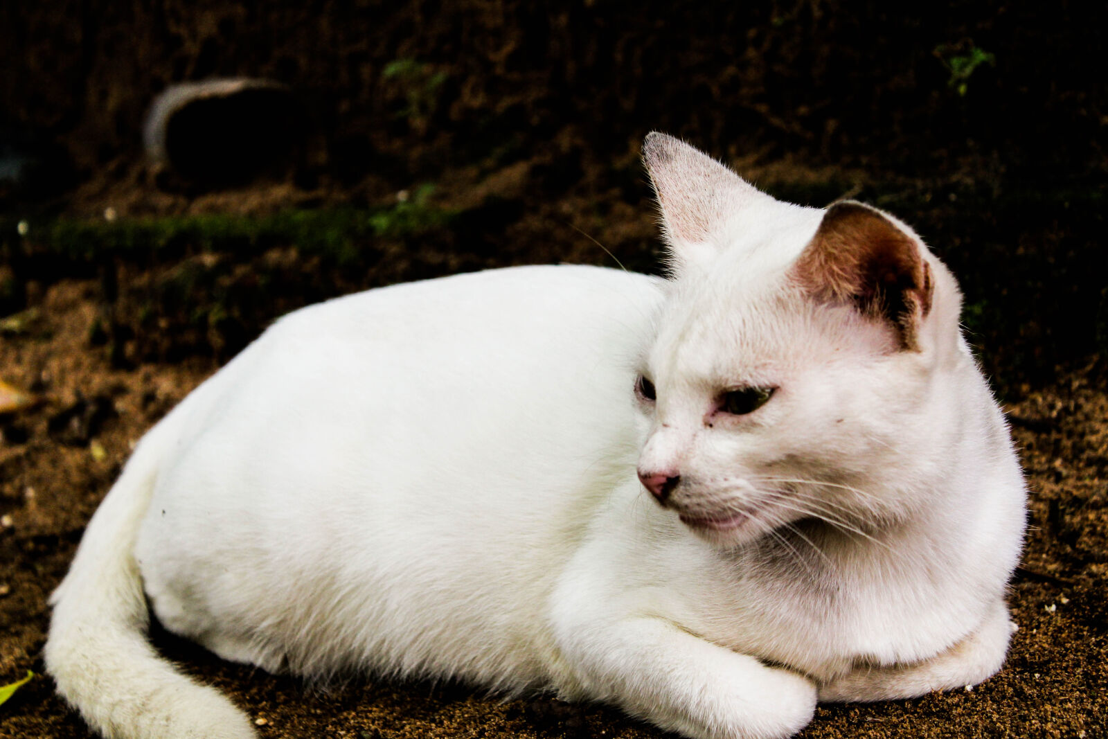 Canon EOS 1300D (EOS Rebel T6 / EOS Kiss X80) sample photo. Animal, biology, cat, closeup photography