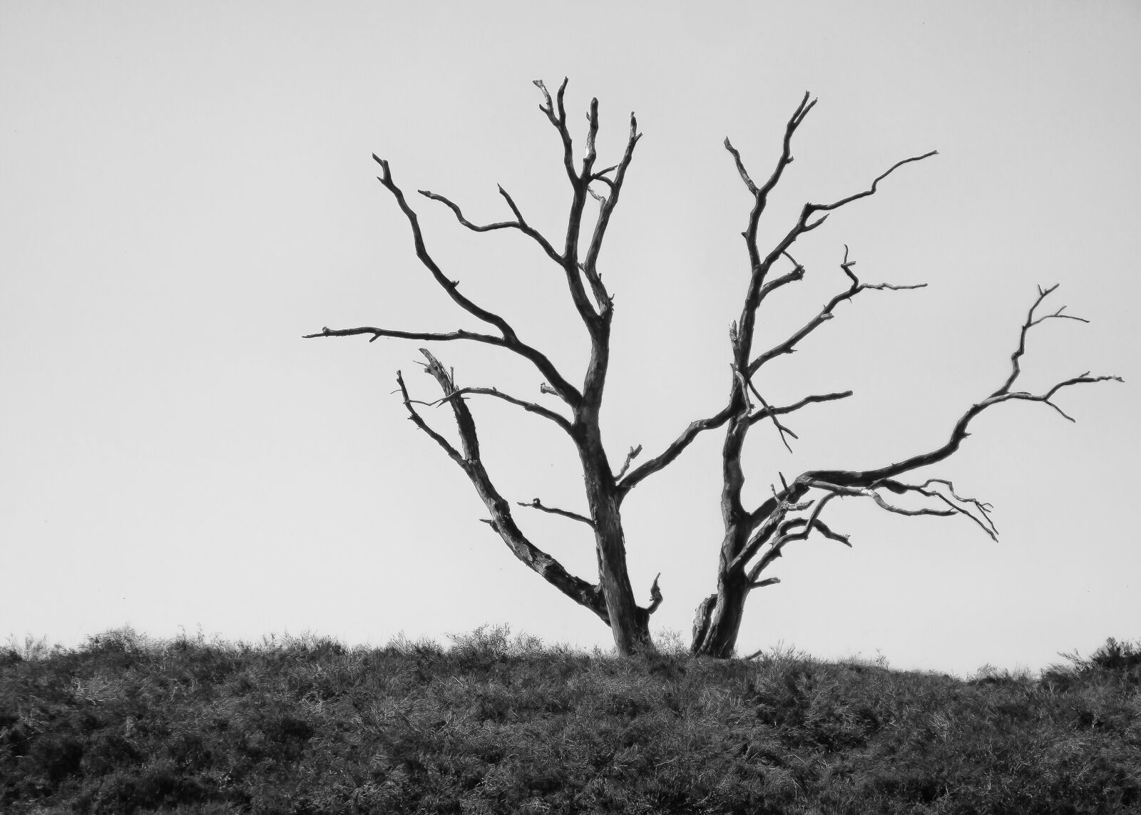 Canon EOS 50D + Canon EF 24-105mm F4L IS USM sample photo. Tree, dying tree, nature photography