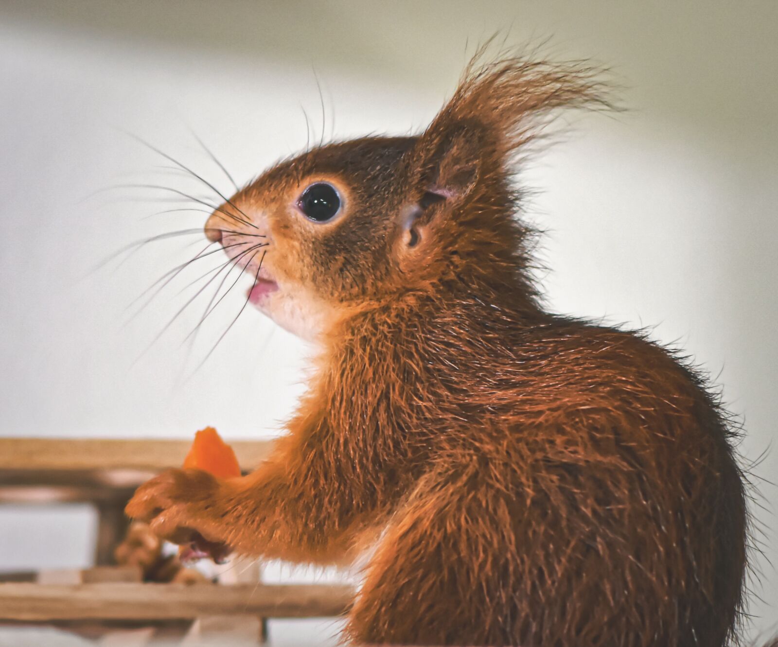 Nikon D7200 sample photo. Squirrel, baby, young animal photography