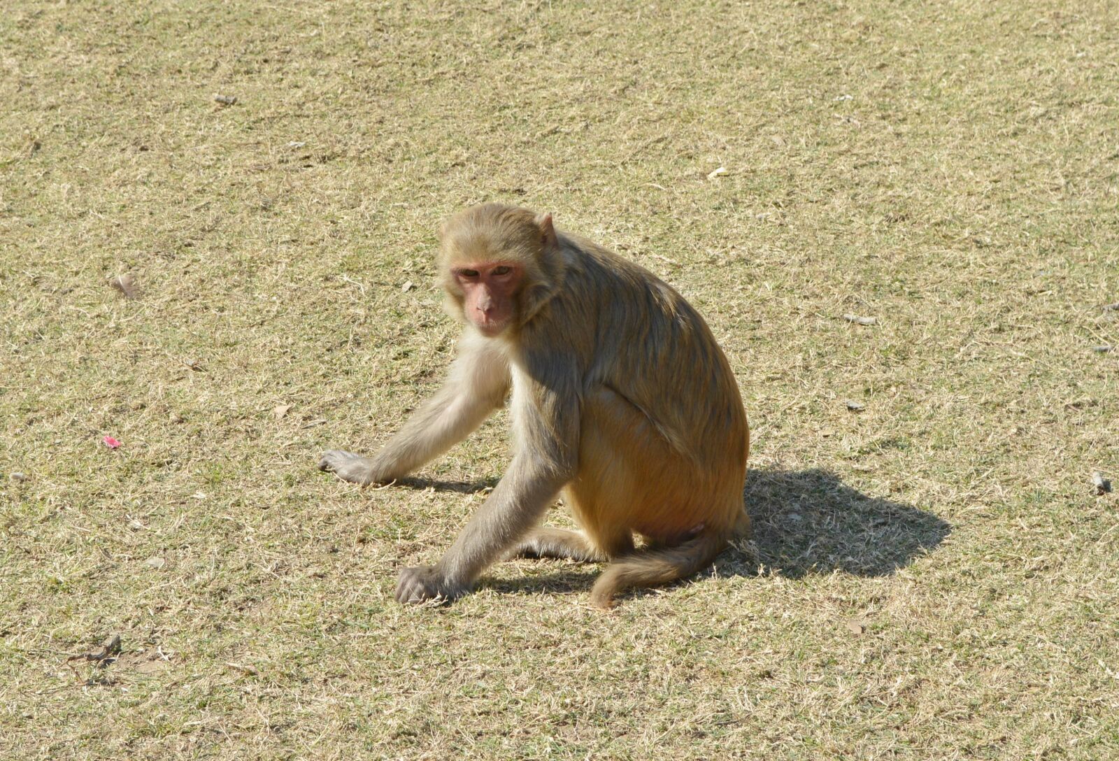 Nikon D5200 sample photo. Monkey, rhesus macaque, macaca photography