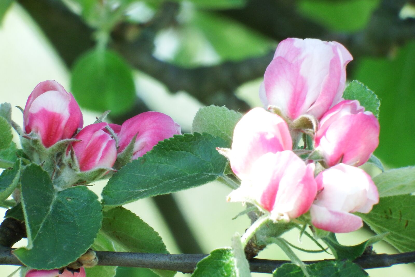Fujifilm FinePix S1 sample photo. Flowers, tree, apple tree photography