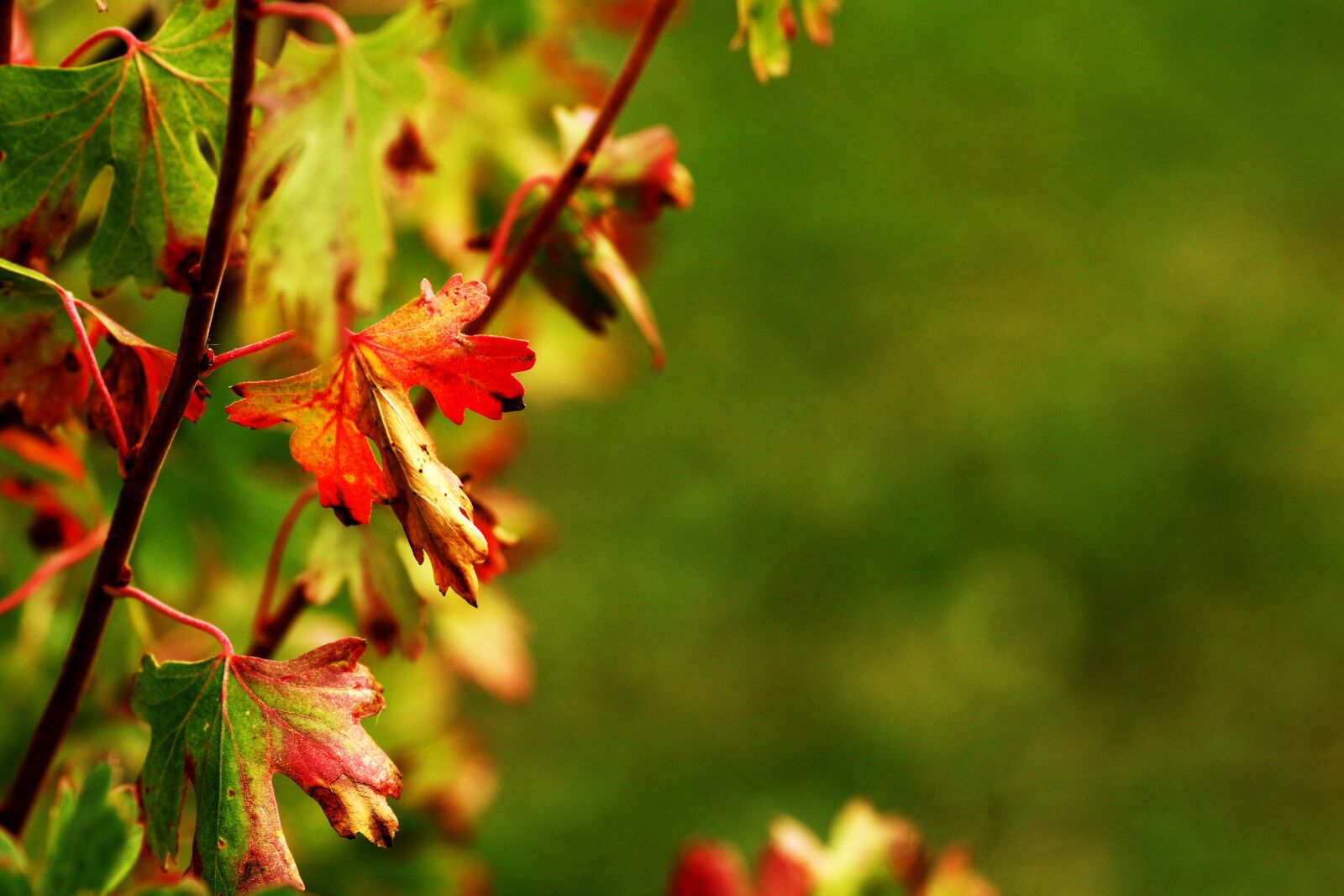 Canon EOS 7D Mark II + Canon EF 135mm F2L USM sample photo. Autumn, leaf, nature photography