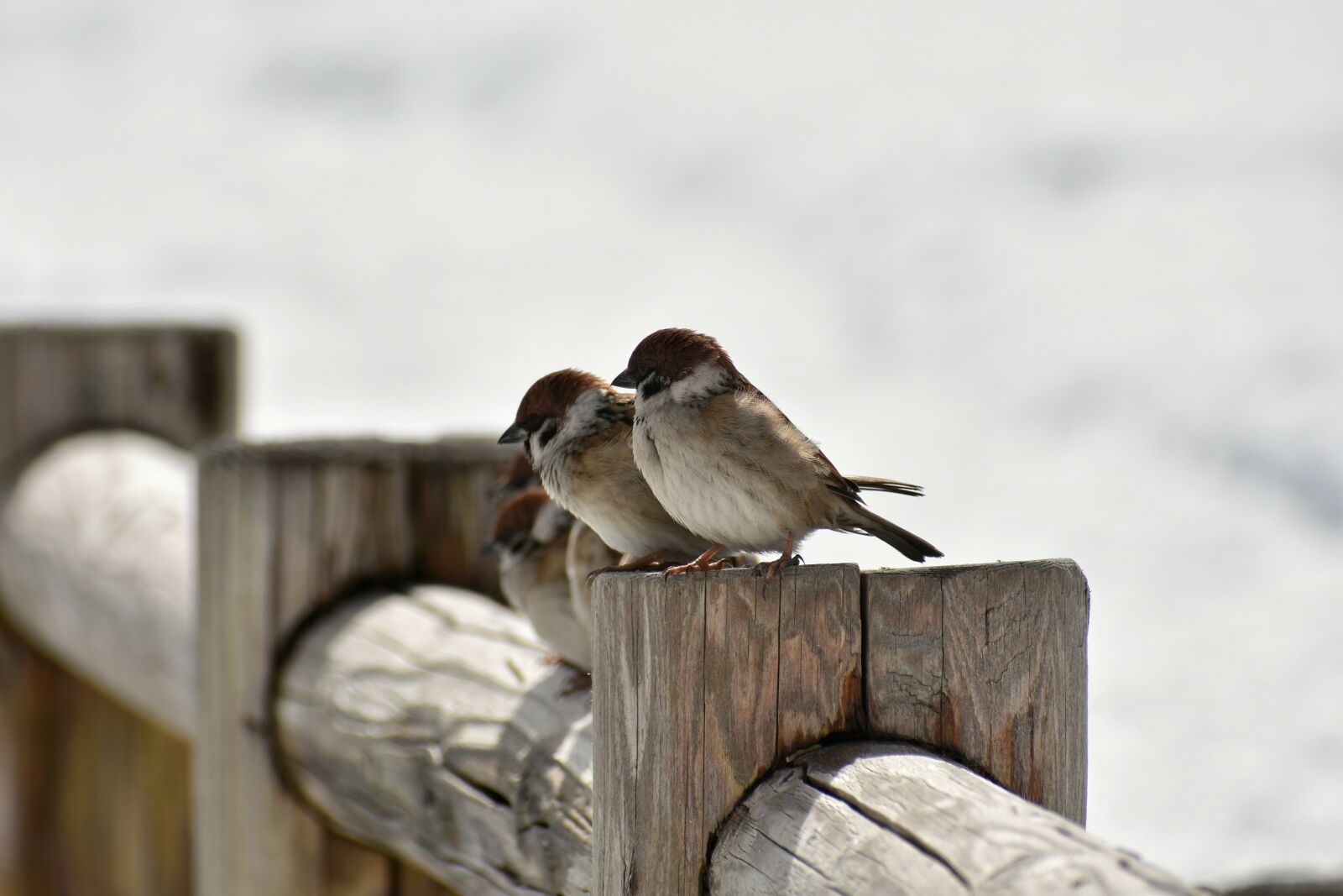 Nikon D7200 sample photo. Animal, bird, sparrow photography